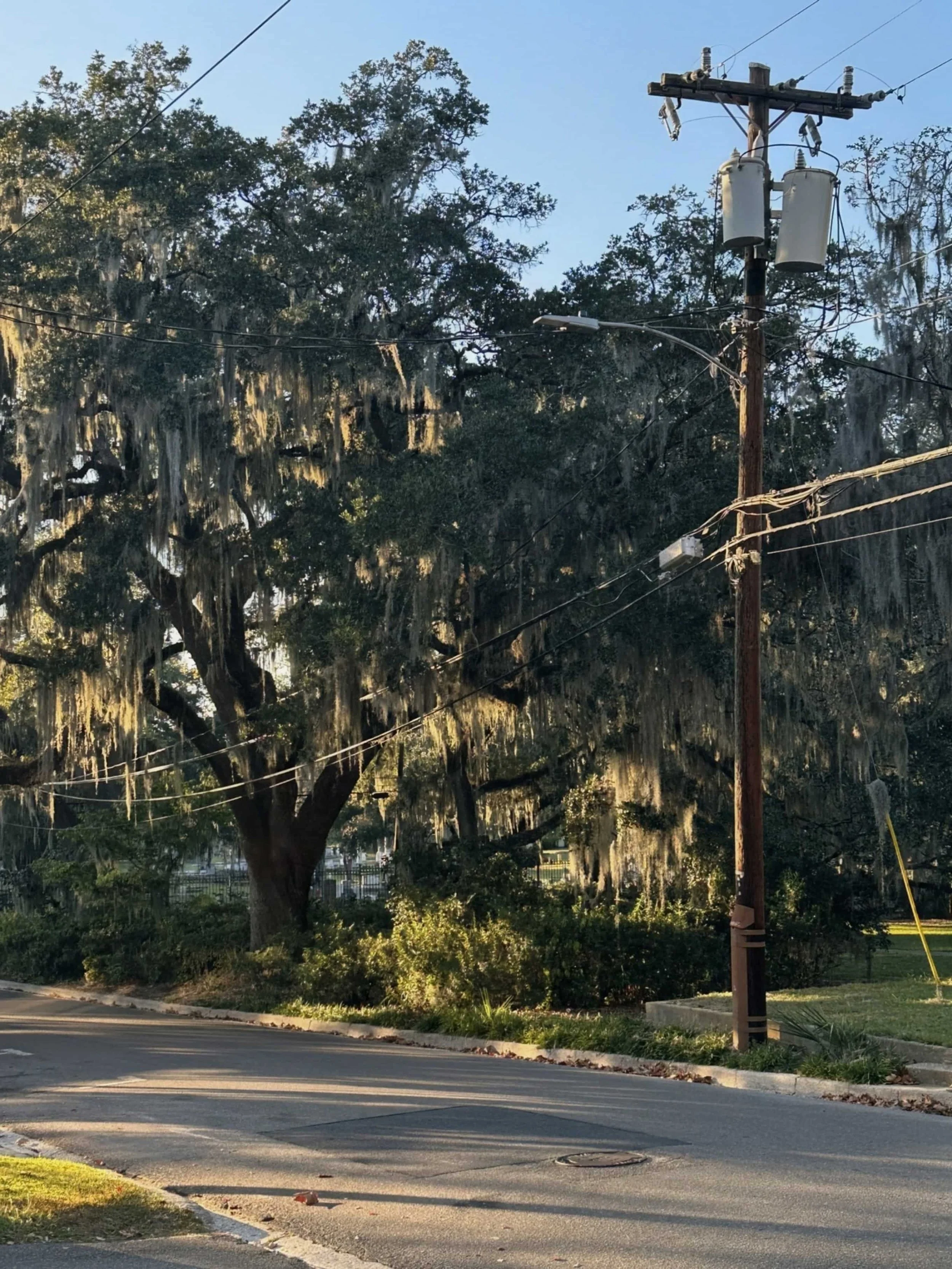 Oak trees with Spanish moss near Baker County Detention Center in Macclenny, Florida.