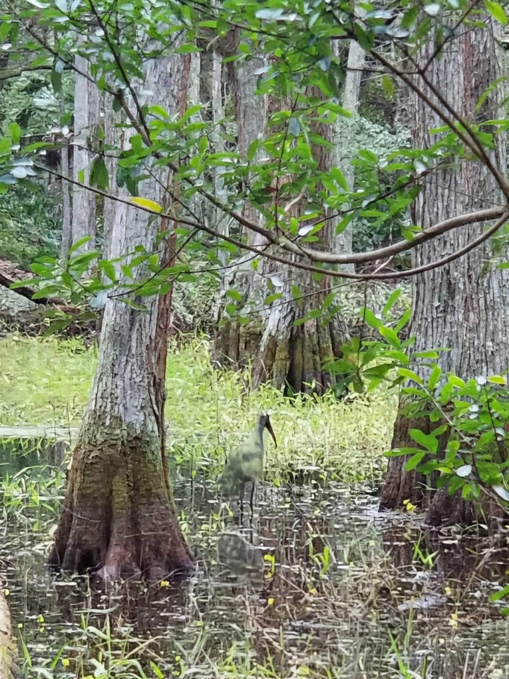 Wetland landscape in central Louisiana near the Central Louisiana ICE Processing Center in Jena, Louisiana.