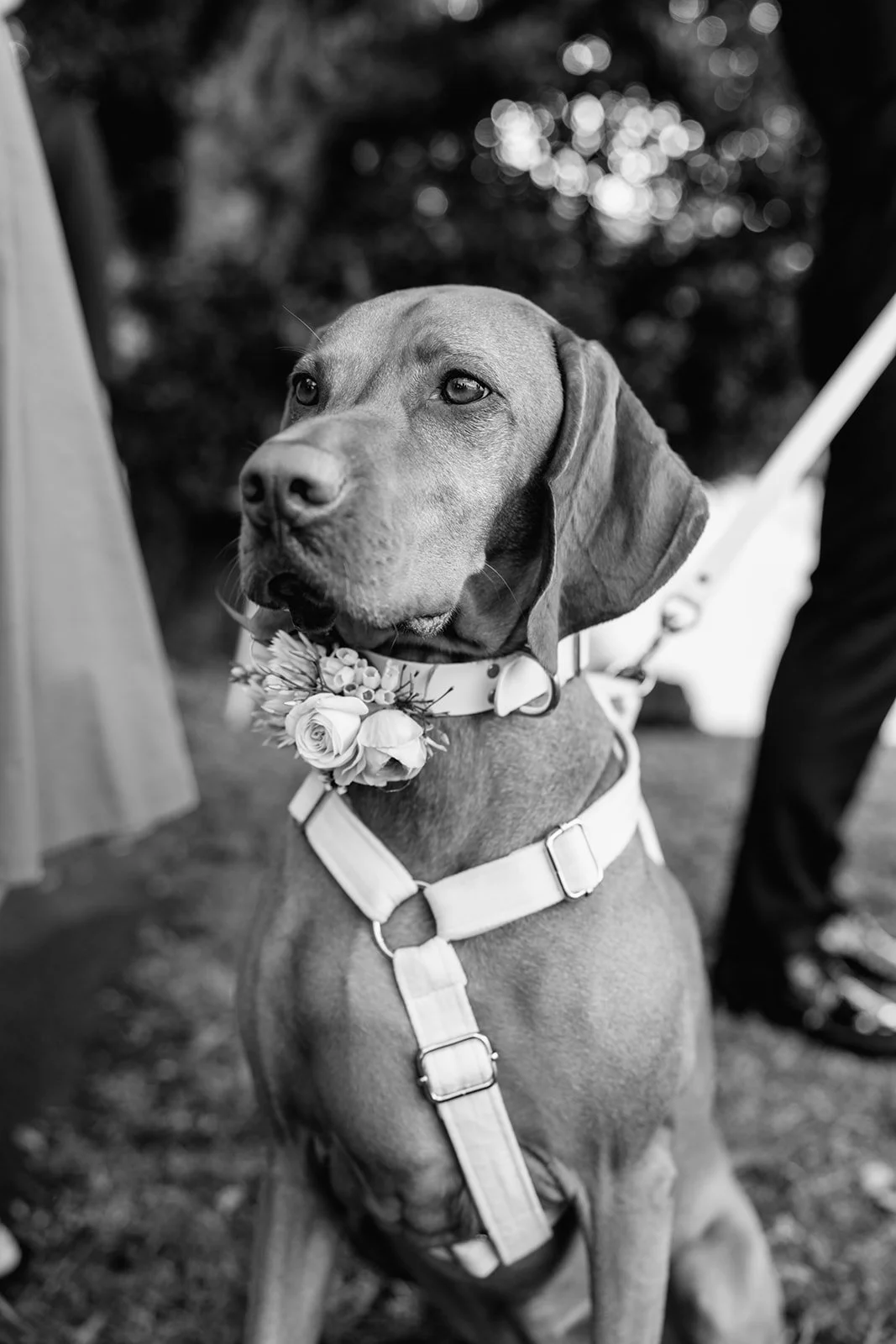 -ceremony-romance-era-maleny-manor-wedding-jack-34_websize.jpg