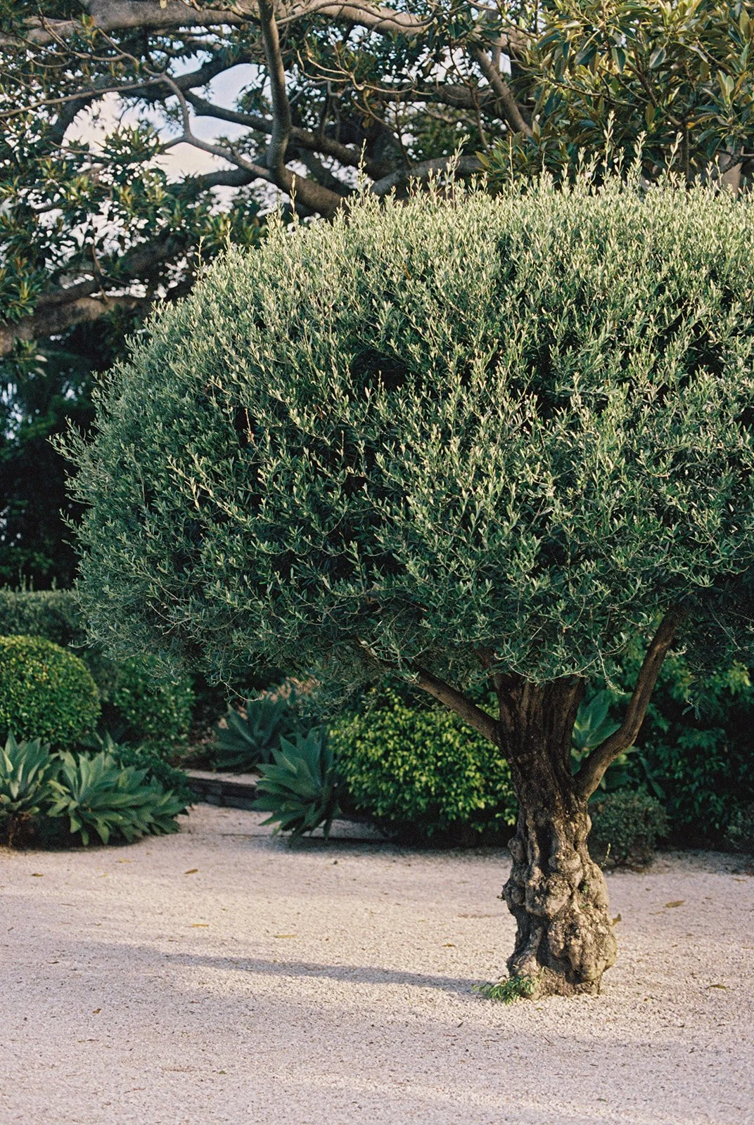 byron-bay-35mm-wedding-35mm-39-super-8(2).jpg