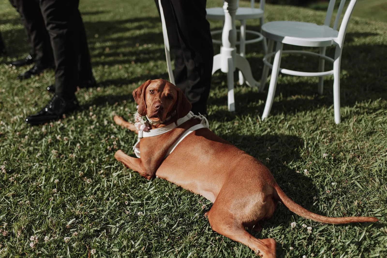-ceremony-romance-era-maleny-manor-wedding-jack-176_websize.jpg