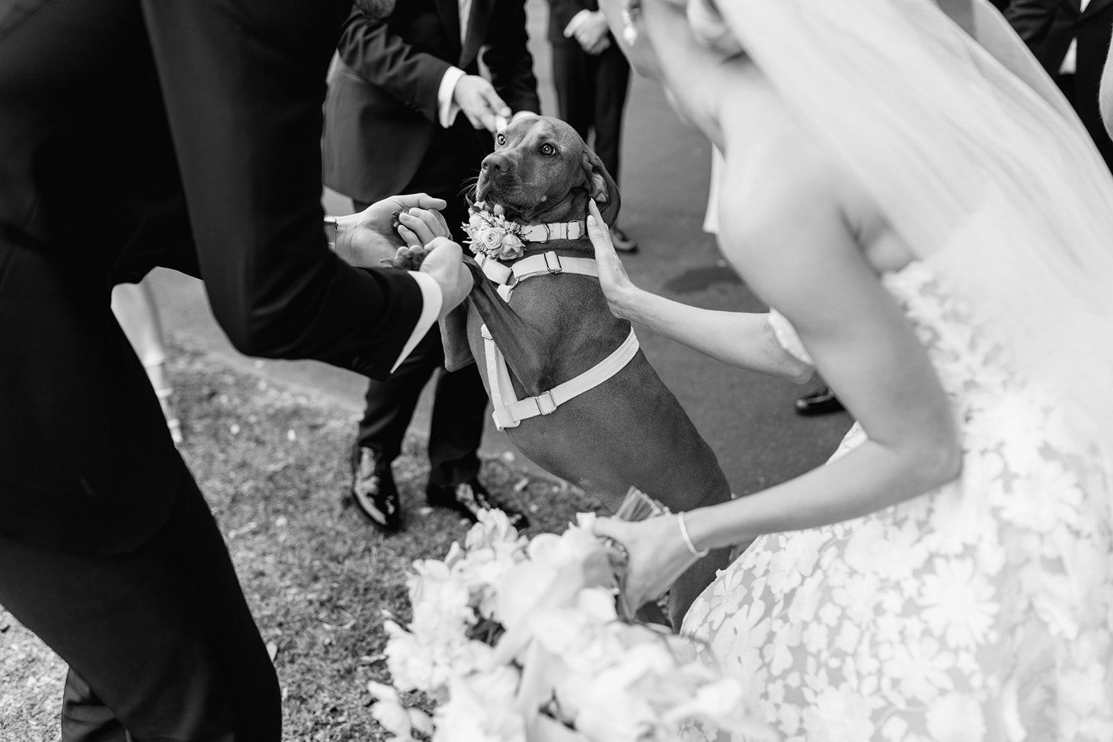 -ceremony-romance-era-maleny-manor-wedding-jack-279_websize.jpg
