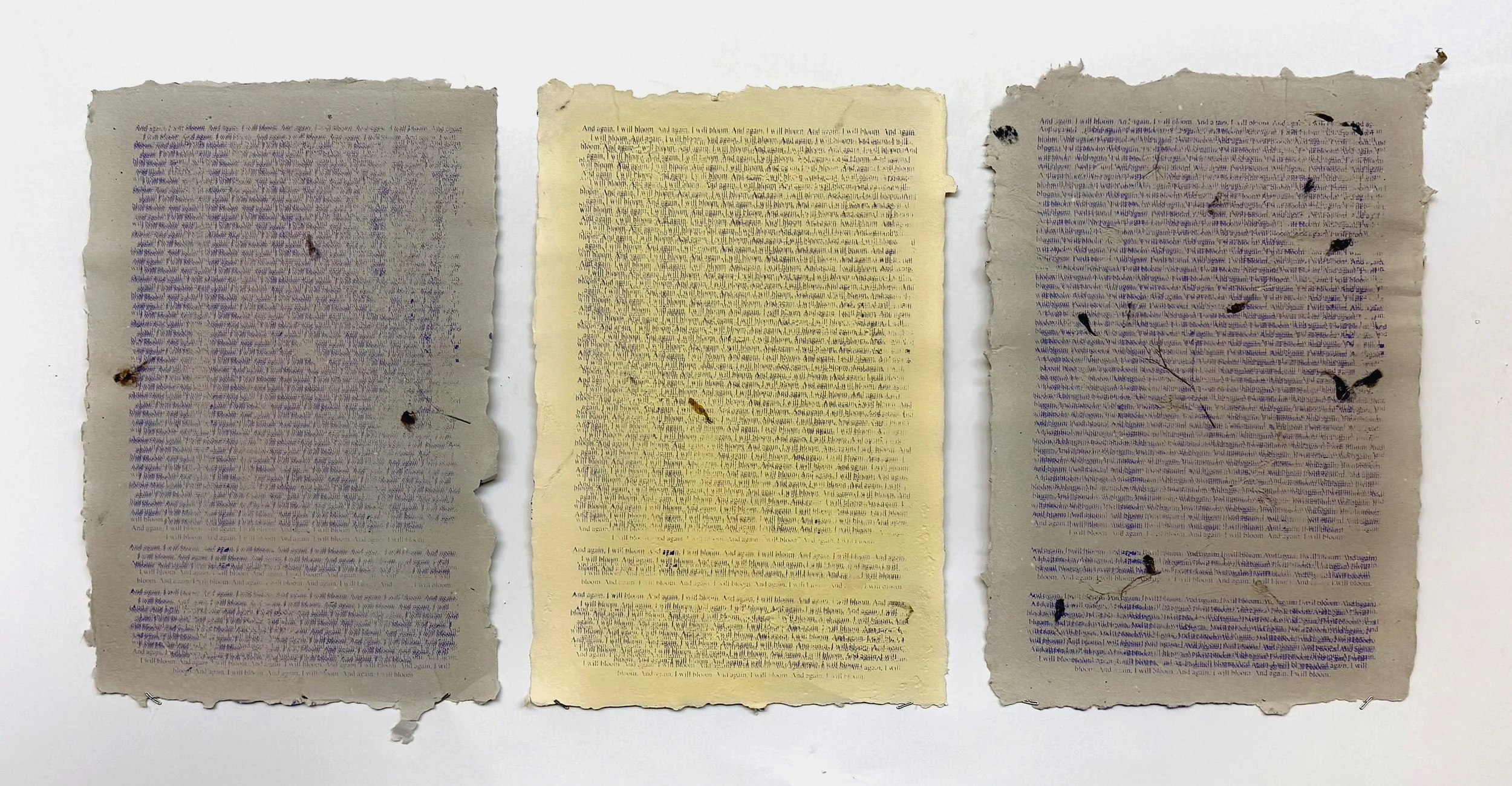 And again, I will bloom., 2026. Silkscreen print on recycled book pages and turmeric dye
28.5"x37.5"