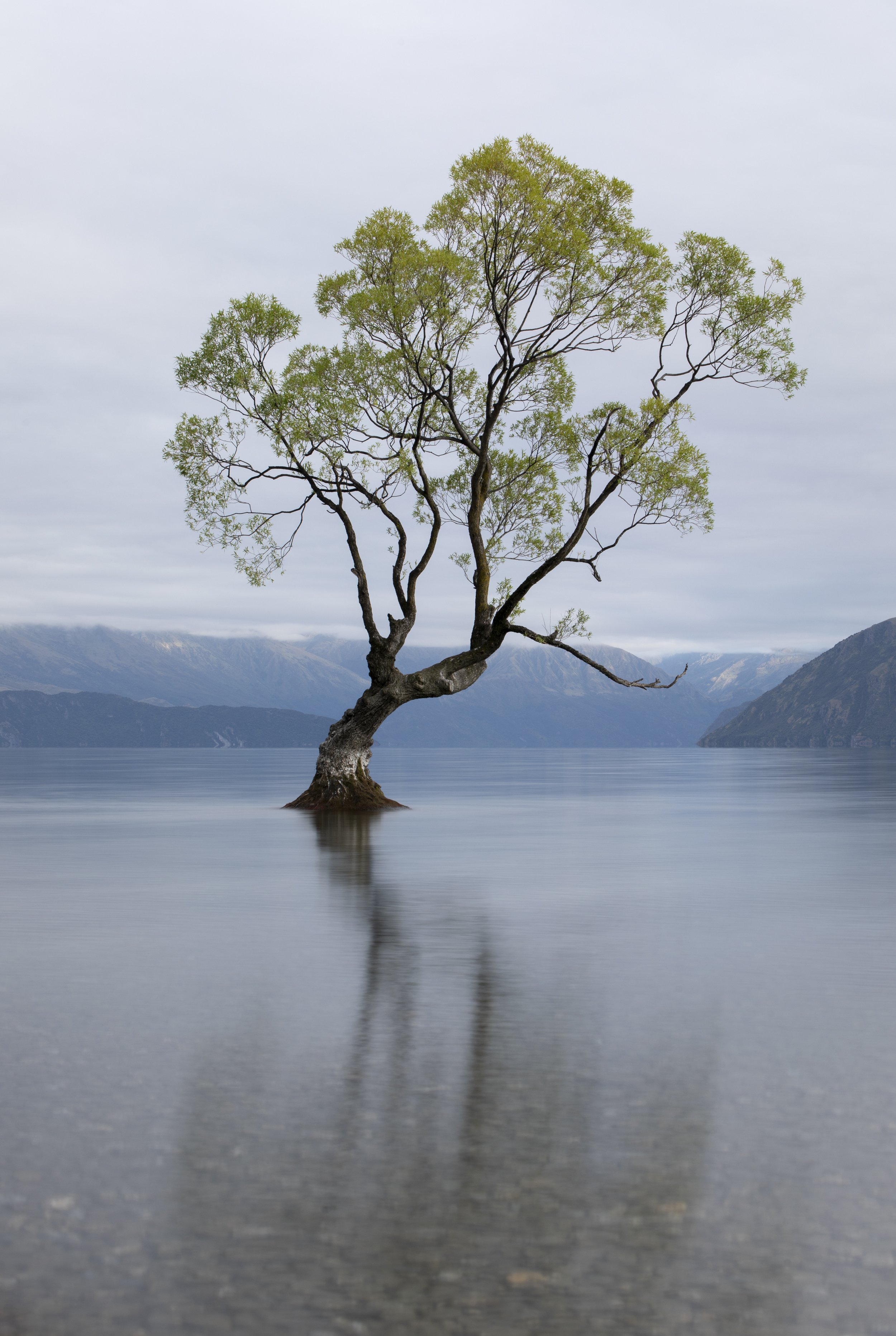 Wanaka Tree