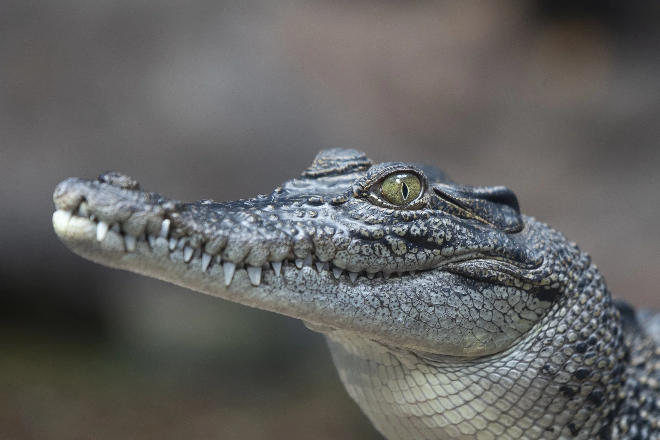 Baby Crocodile