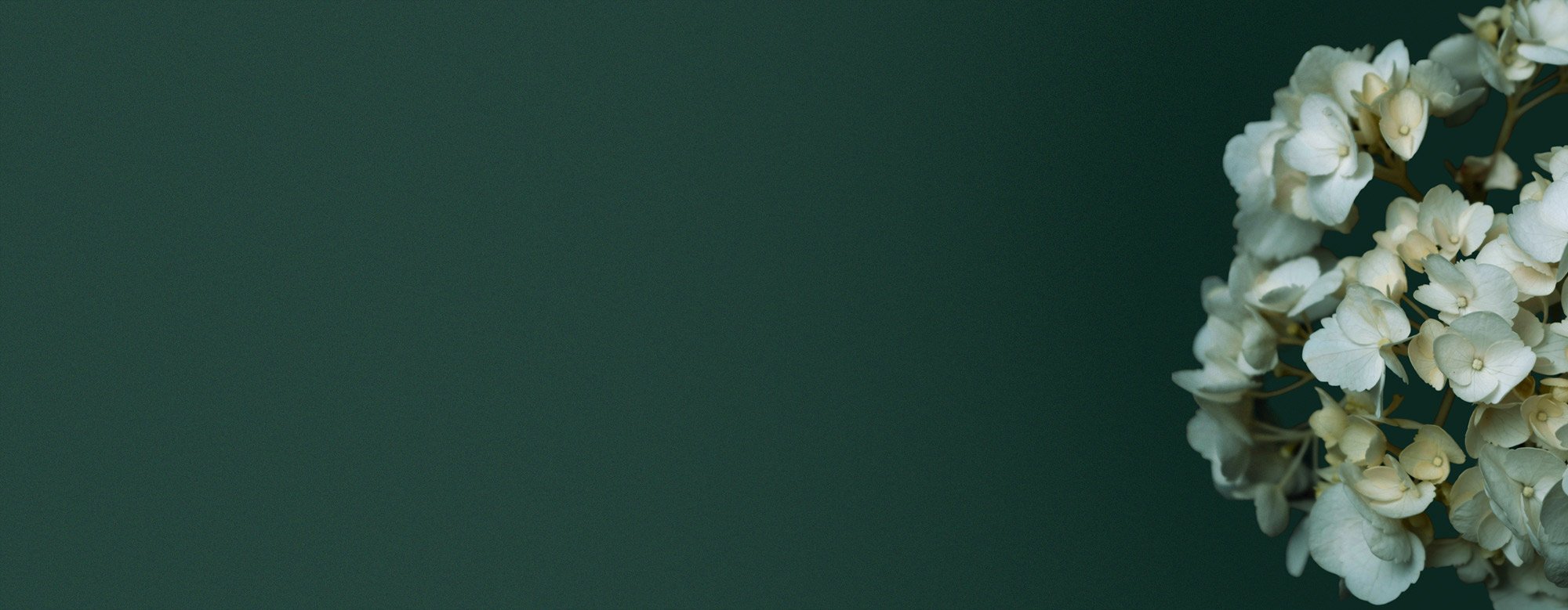 Contact Holistic Organising Services. White hydrangea flowers on a dark green background.