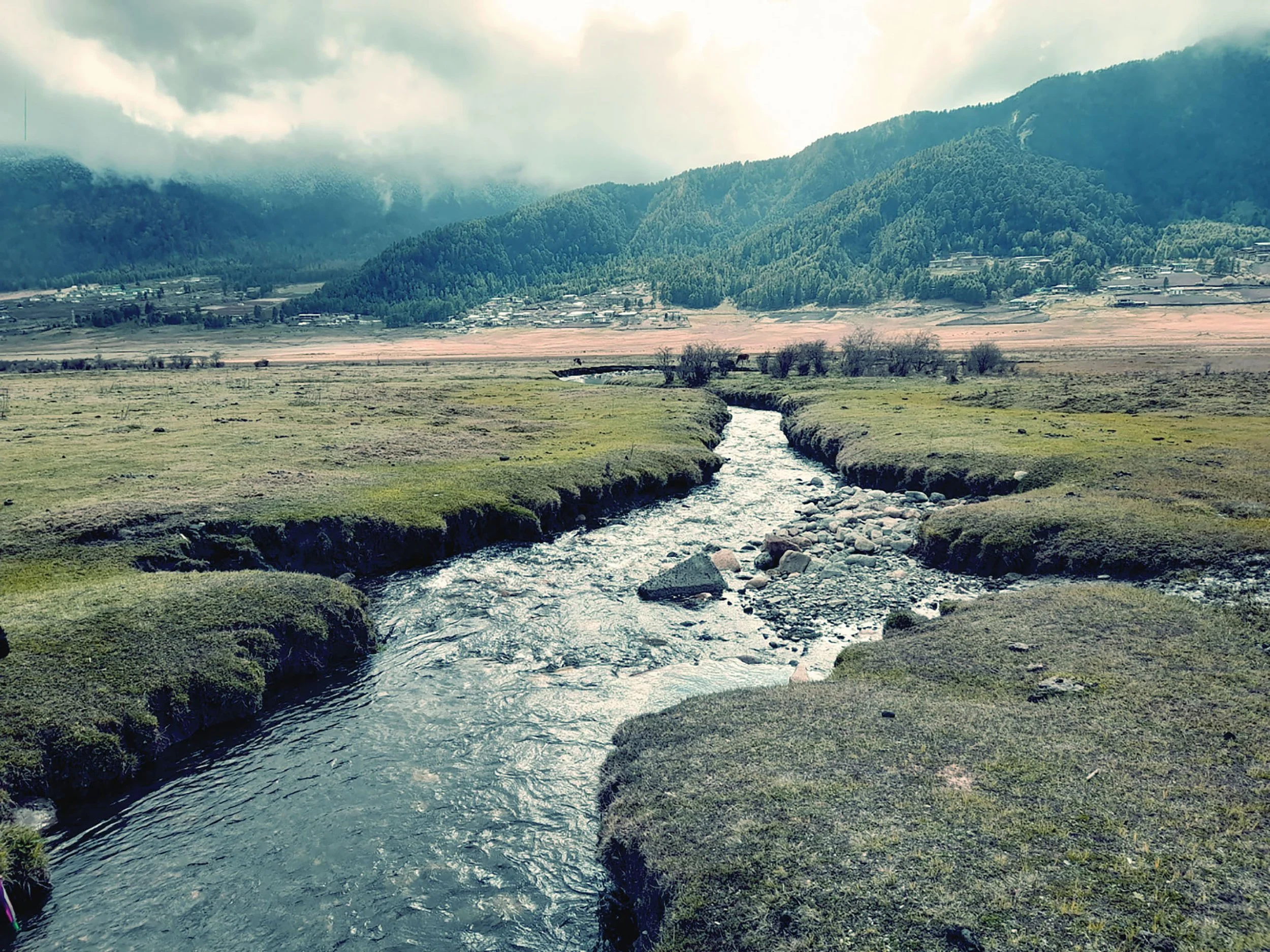 Streams of the Green World