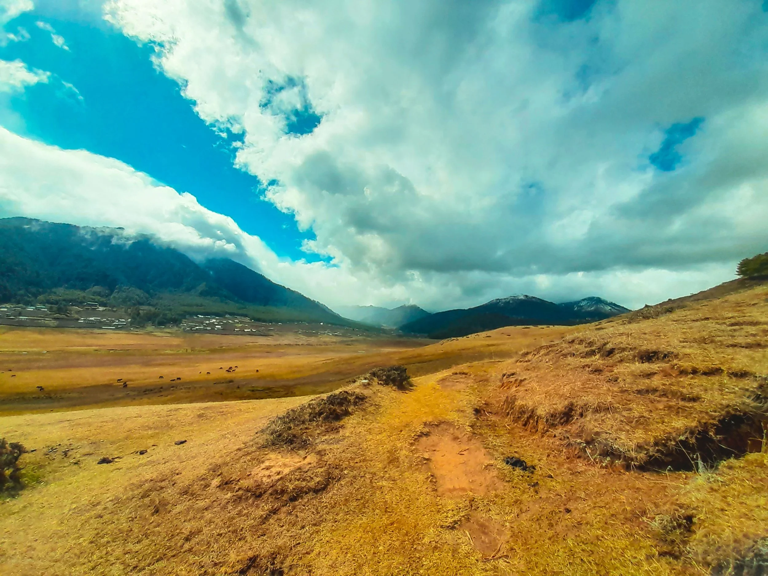 Meadows and Mountains