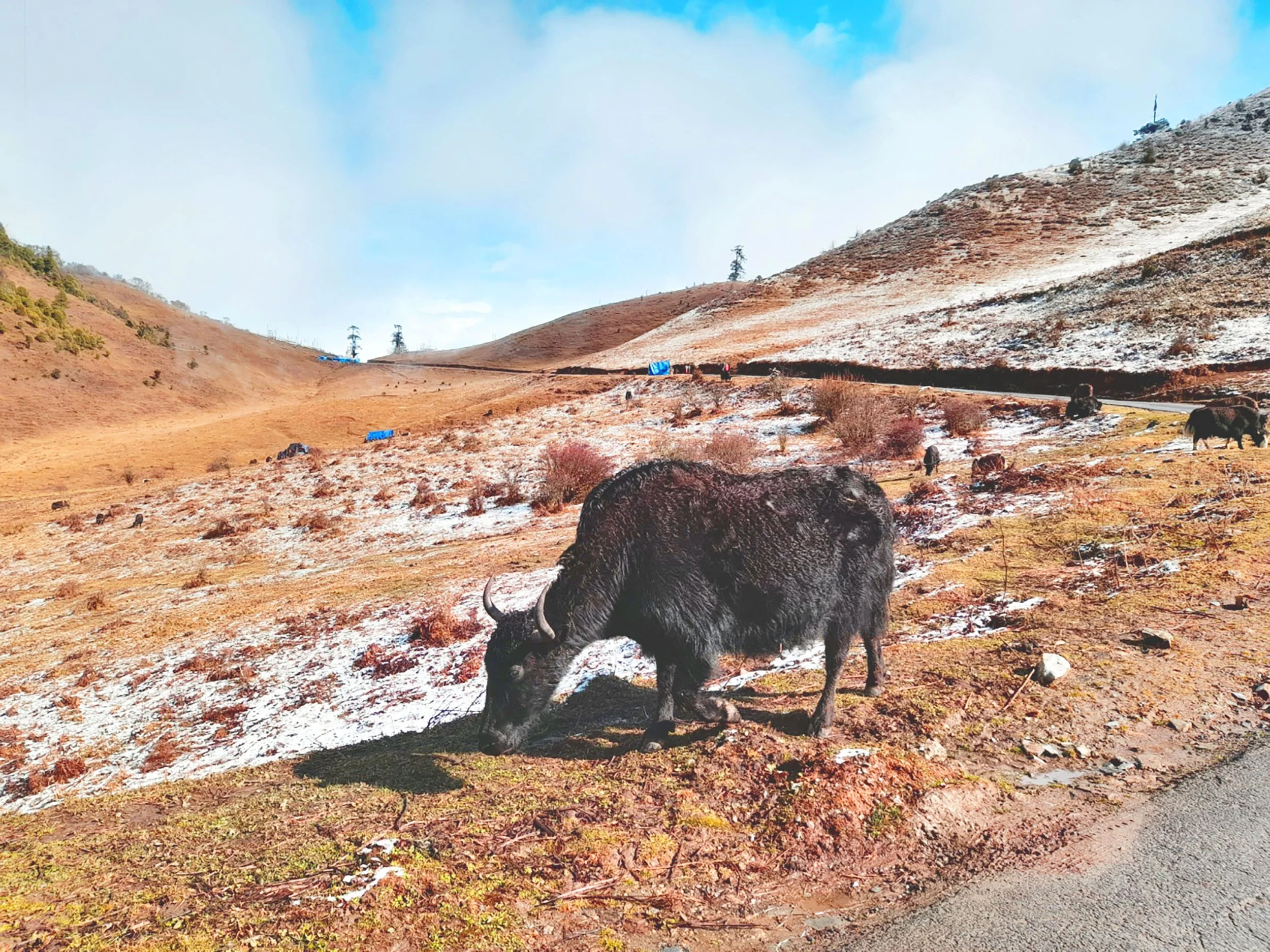 Yak - sterday