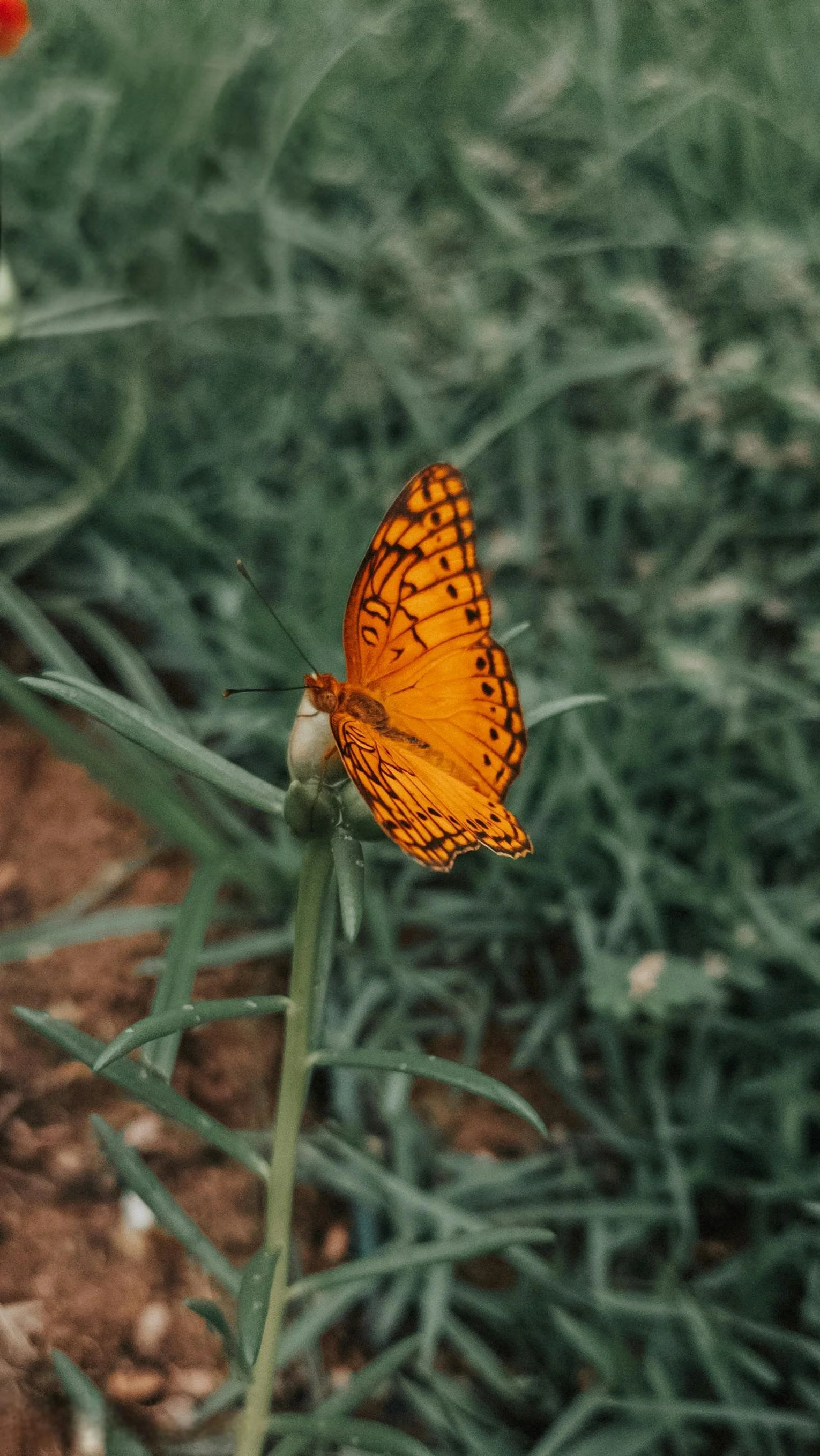 pexels-ivett-32480454.jpg