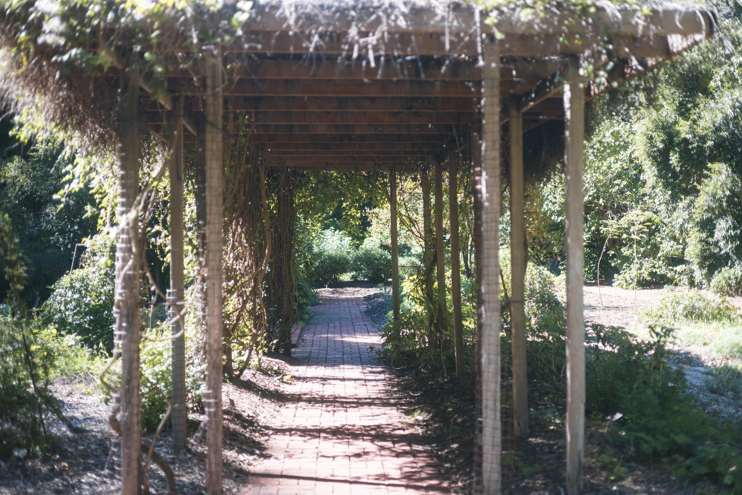 A brick walkway under a wooden garden archway covered with vines, with green foliage on both sides.