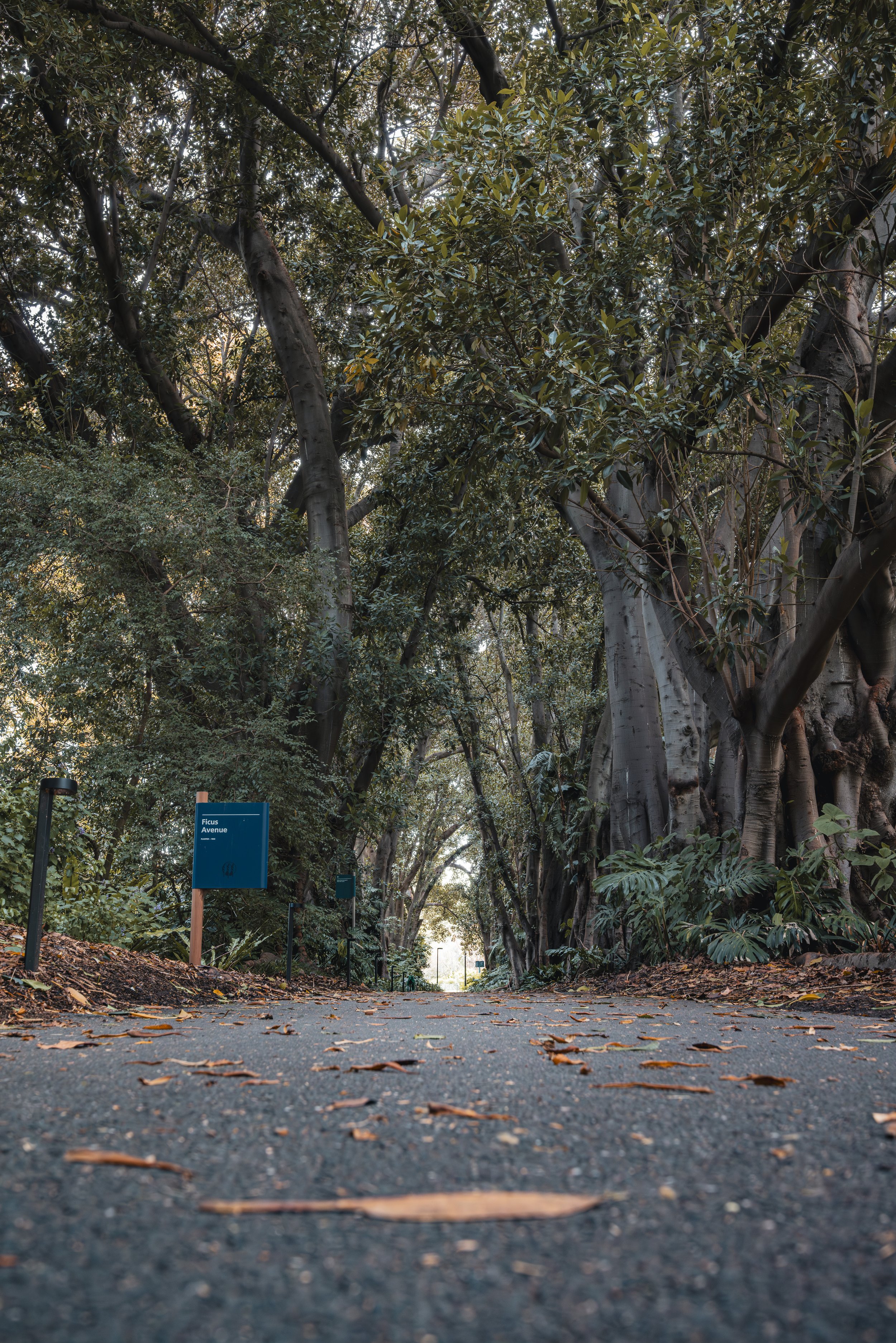 A pathway through a lush, green, wooded area with tall trees on both sides and a small blue sign that reads 'Ficus Avenue' in the foreground. Fallen leaves are scattered on the ground.