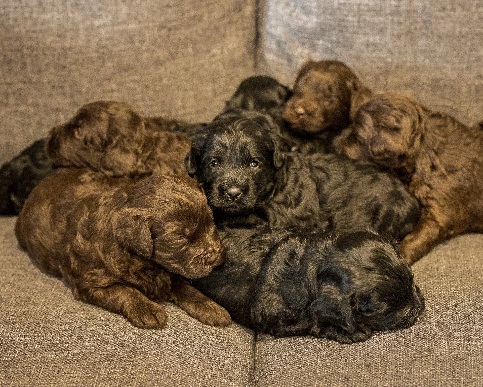 Multiple puppies of various colors, including black, brown, and brindle, are snuggling together on a gray couch.