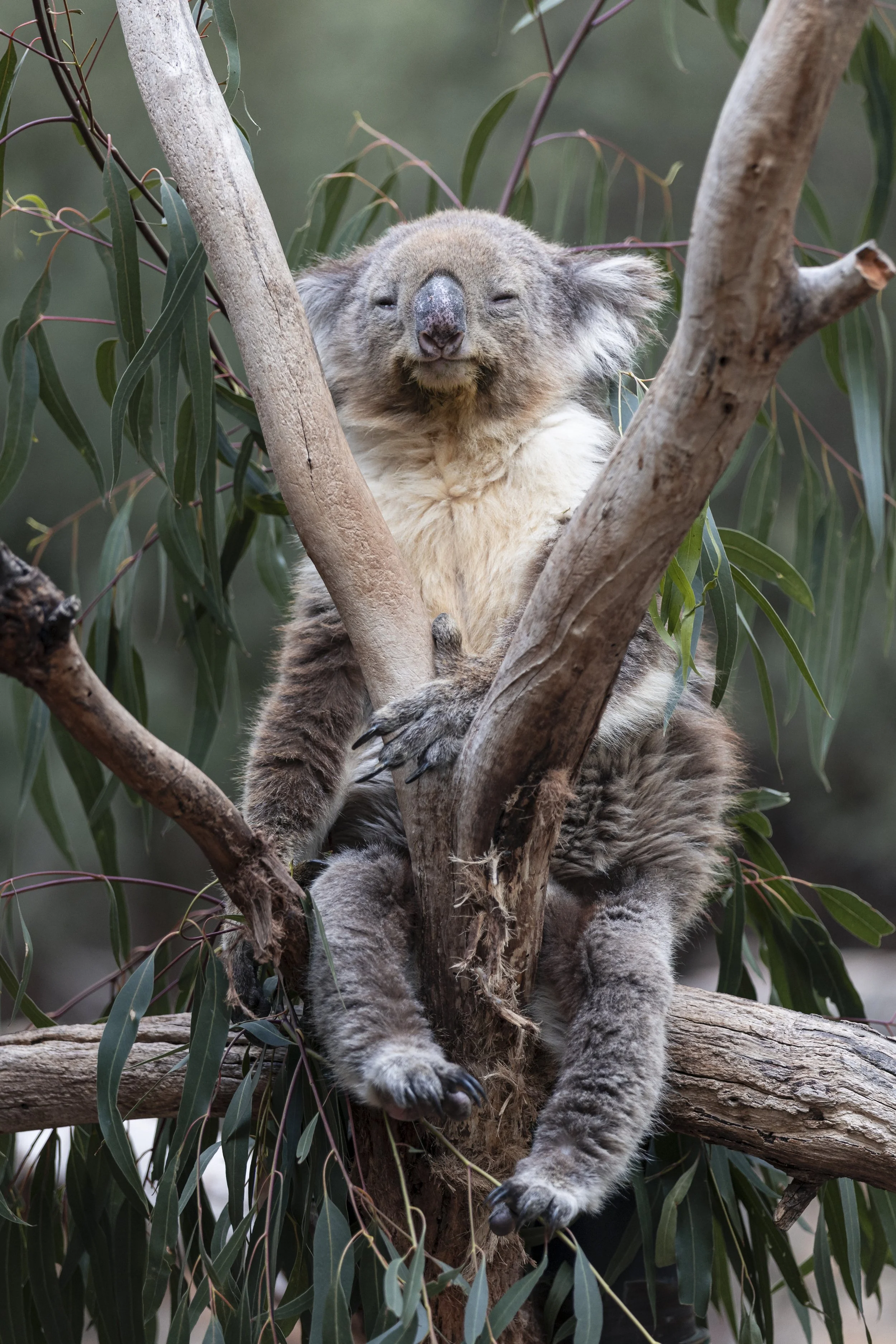 A koala bear resting in a tree among green leaves and branches, with closed eyes and a relaxed expression.