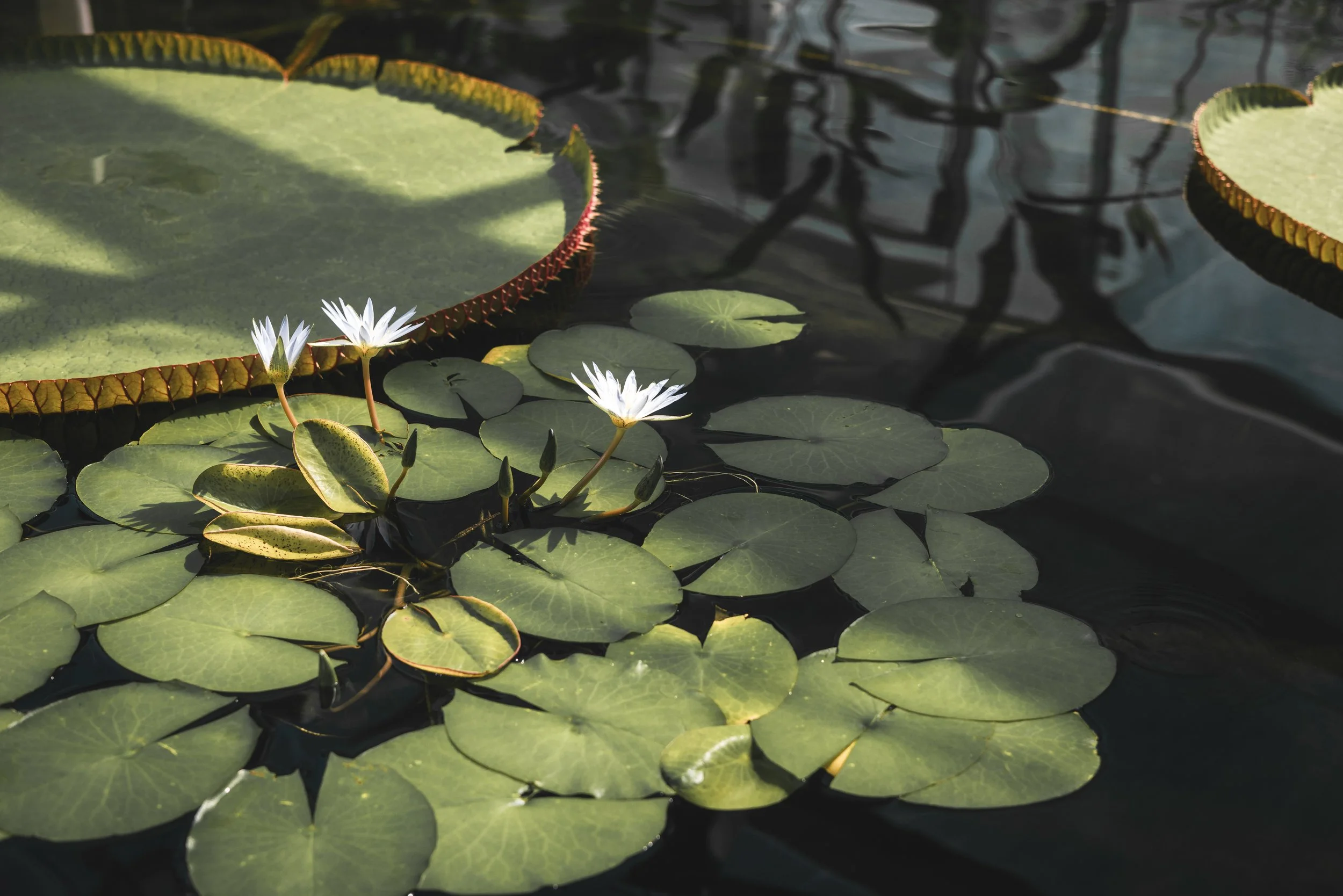 Water lilies with white blossoms on a pond, surrounded by green lily pads and reflected dark water.