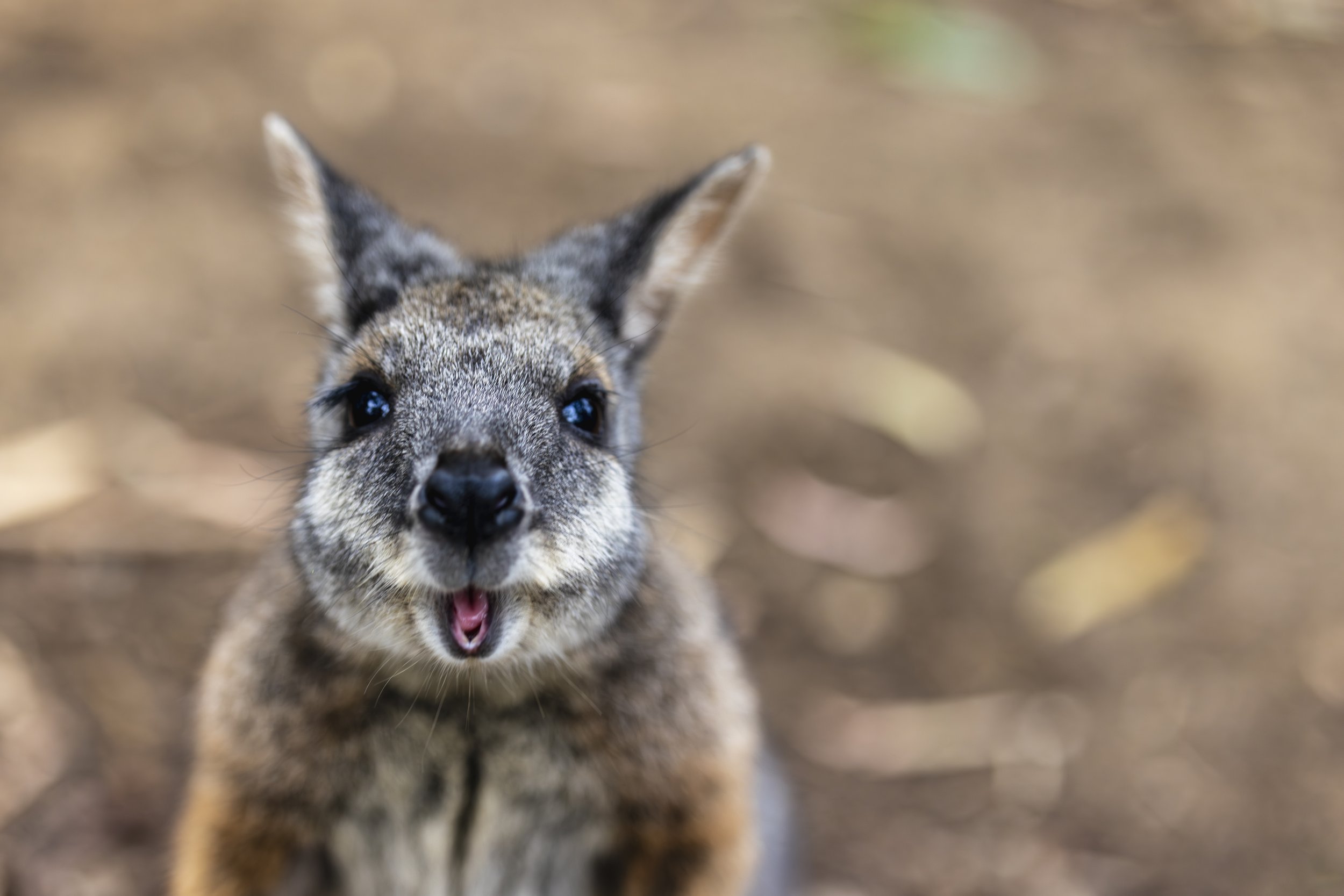 Young wallaby with curious expression, standing outdoors on a blurred natural background.