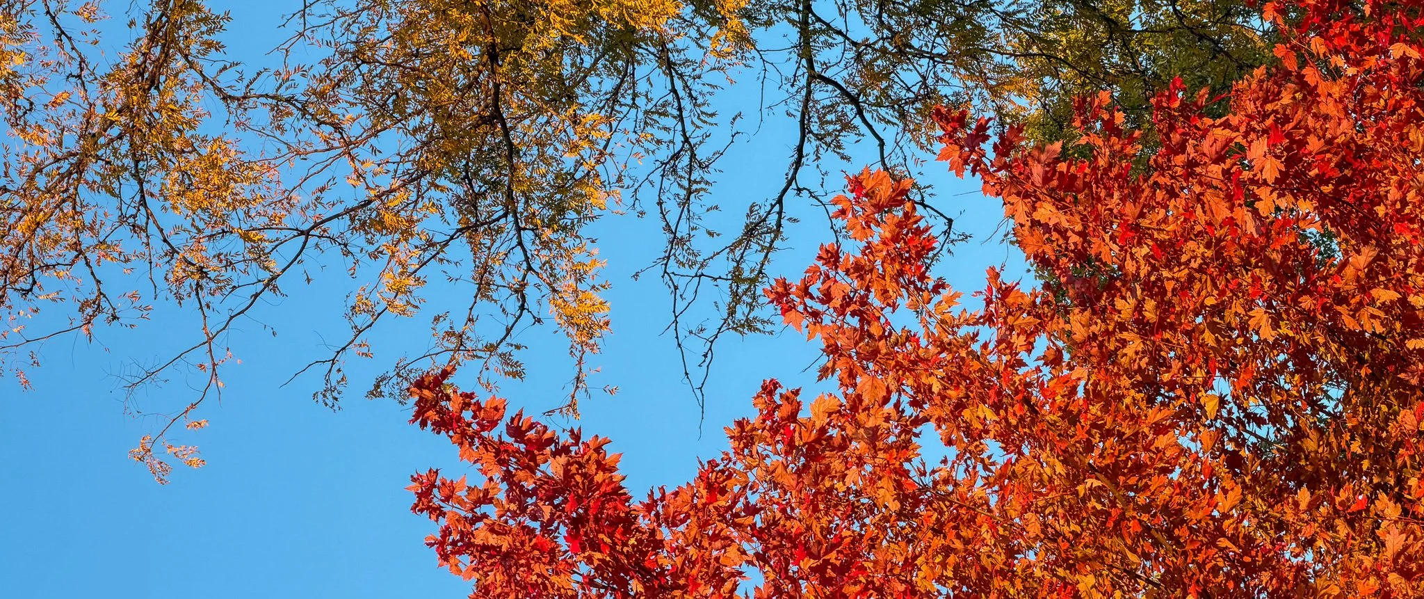 A clear blue sky seen through branches of trees with autumn-colored leaves, including shades of red, orange, yellow, and green.