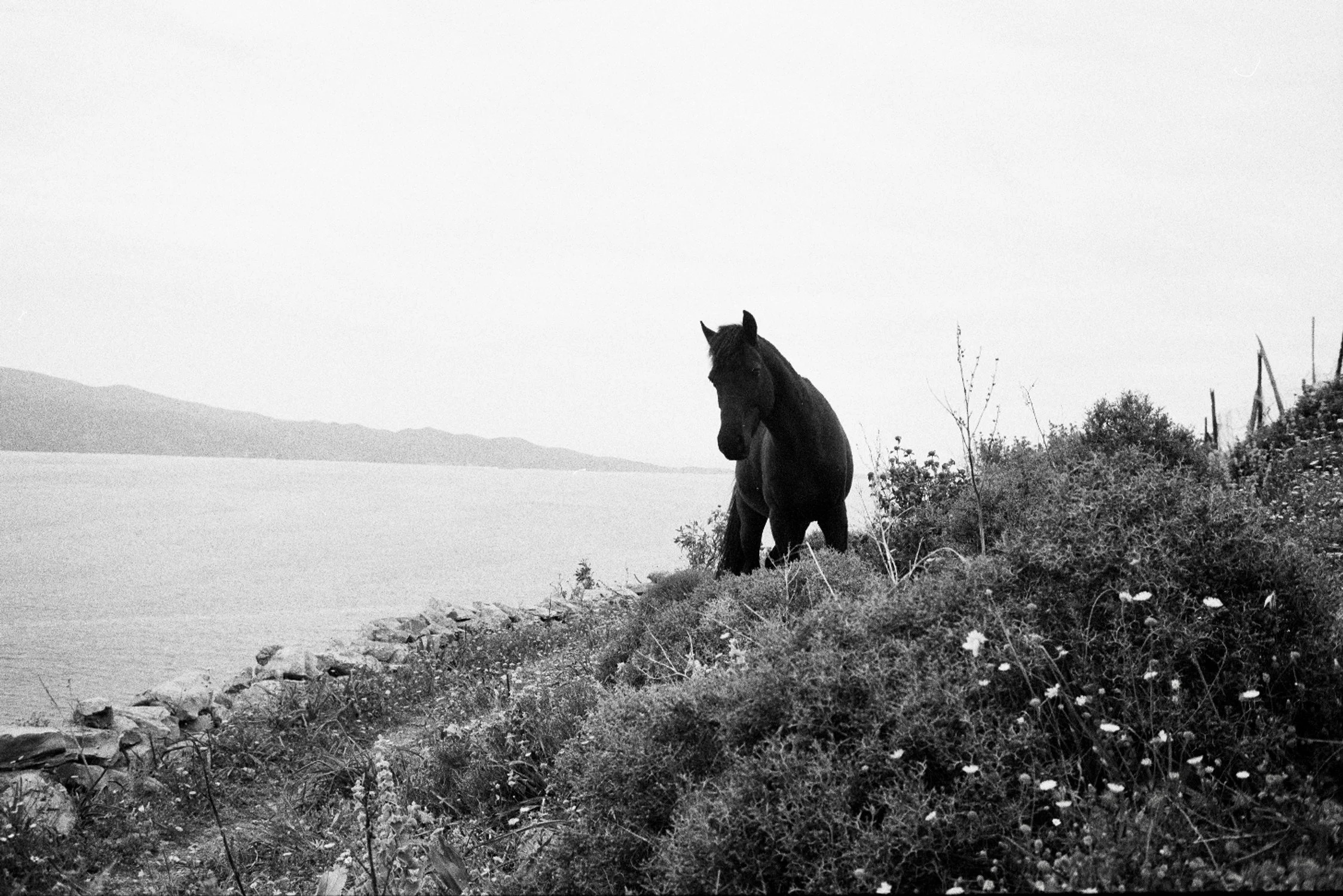3A74EF95-194C-42F9-89C5-300D944128B5_1_201_a.jpeg