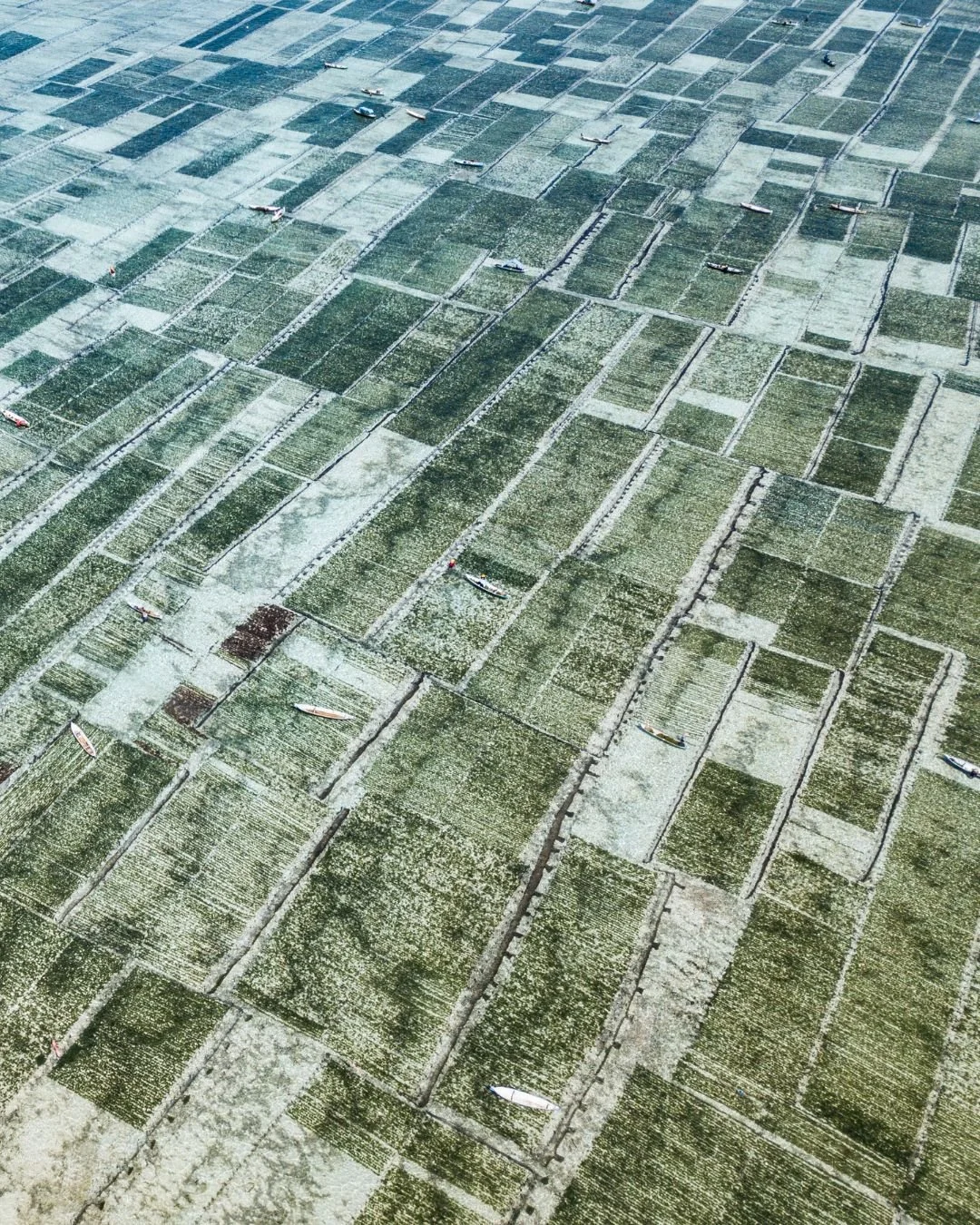 Seaweed farms between Nusa Lembongan and Nusa Ceningan