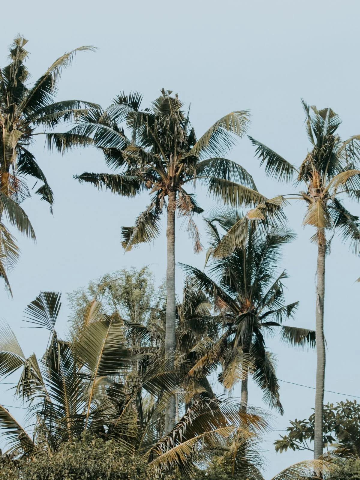 Tropical palm trees on Nusa Lembongan