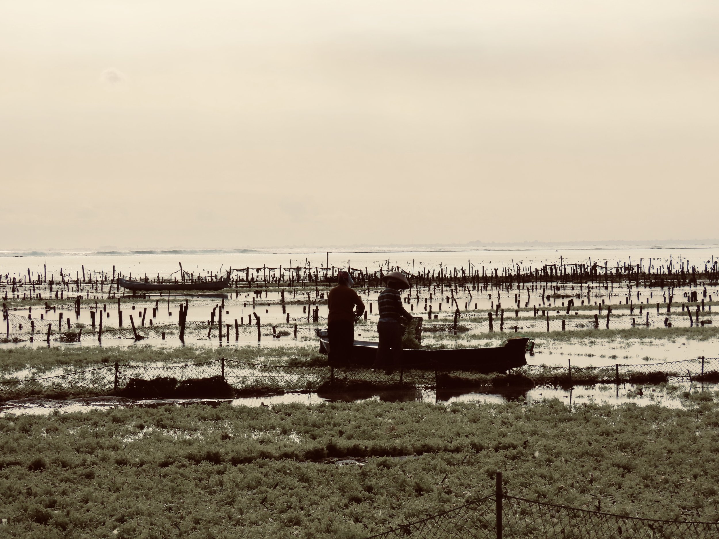 Relaxed island life on Nusa Lembongan seaweed farming