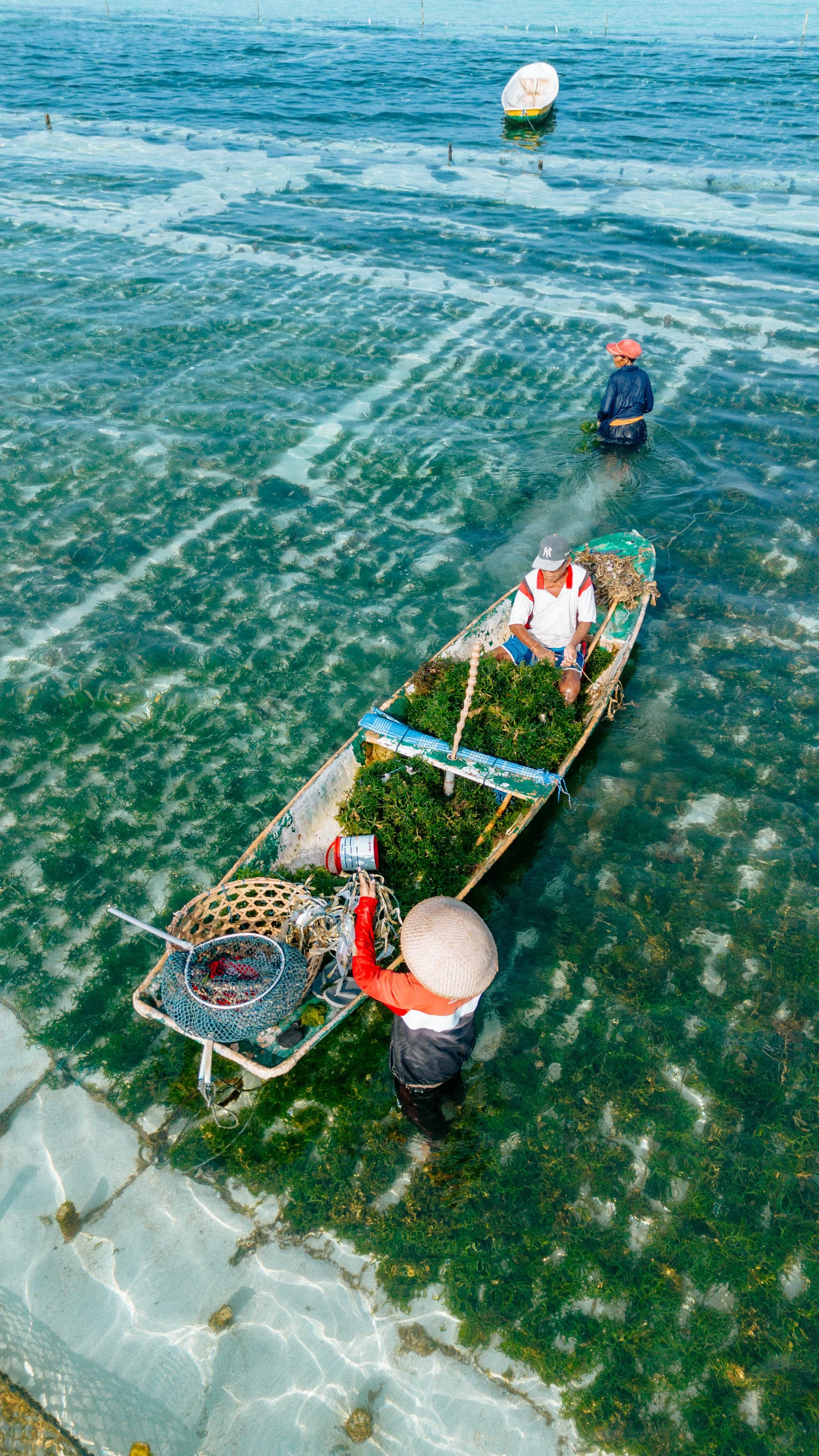 Traditional seaweed farming on Nusa Lembongan
