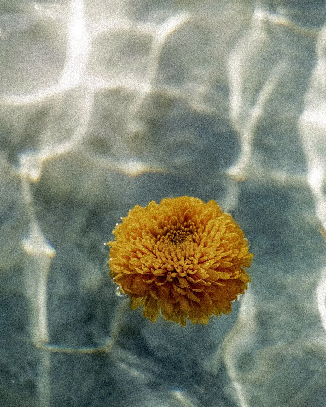 Floating flower detail at Kalm Lembongan
