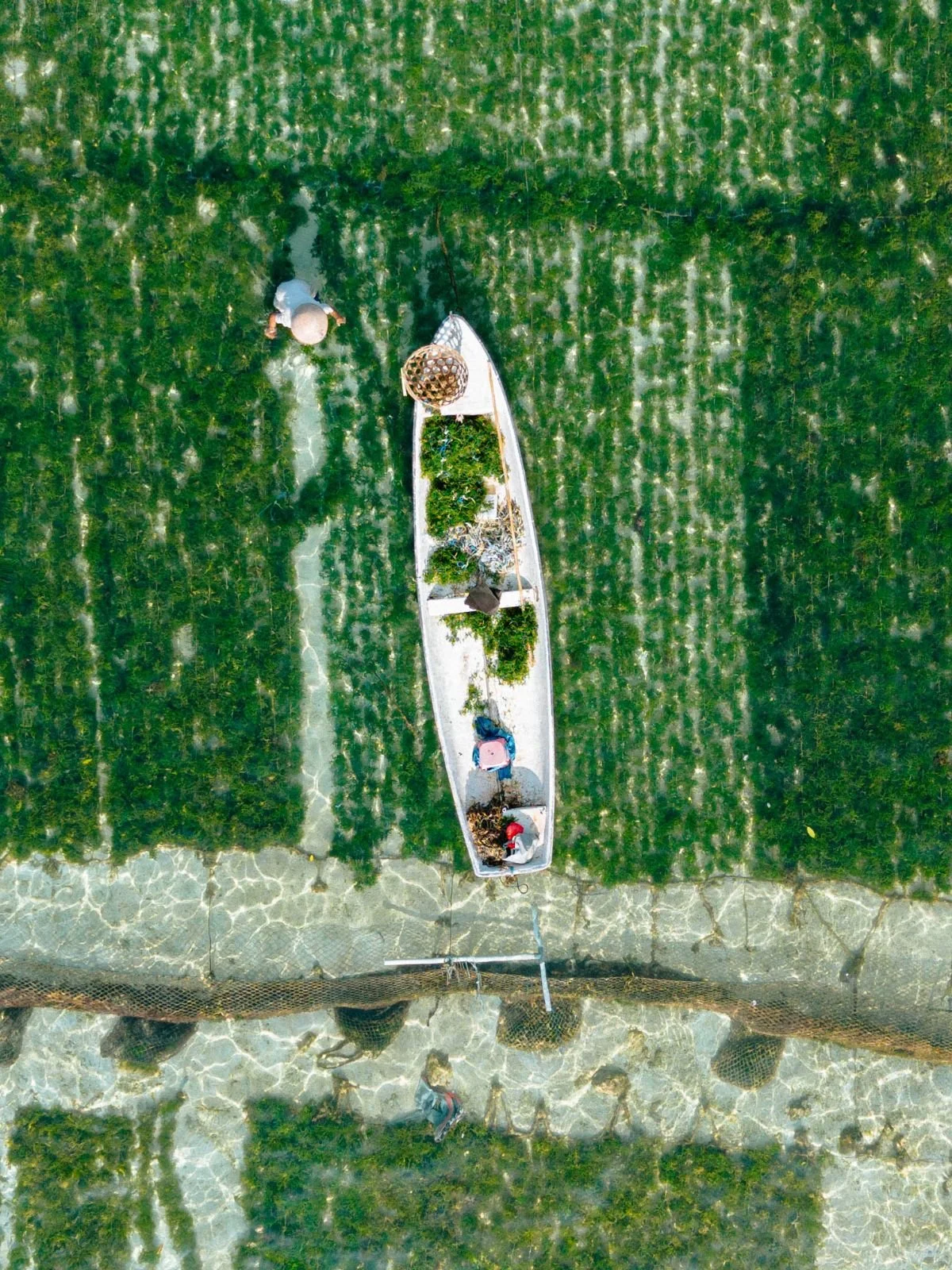 Traditional seaweed farming on Nusa Lembongan