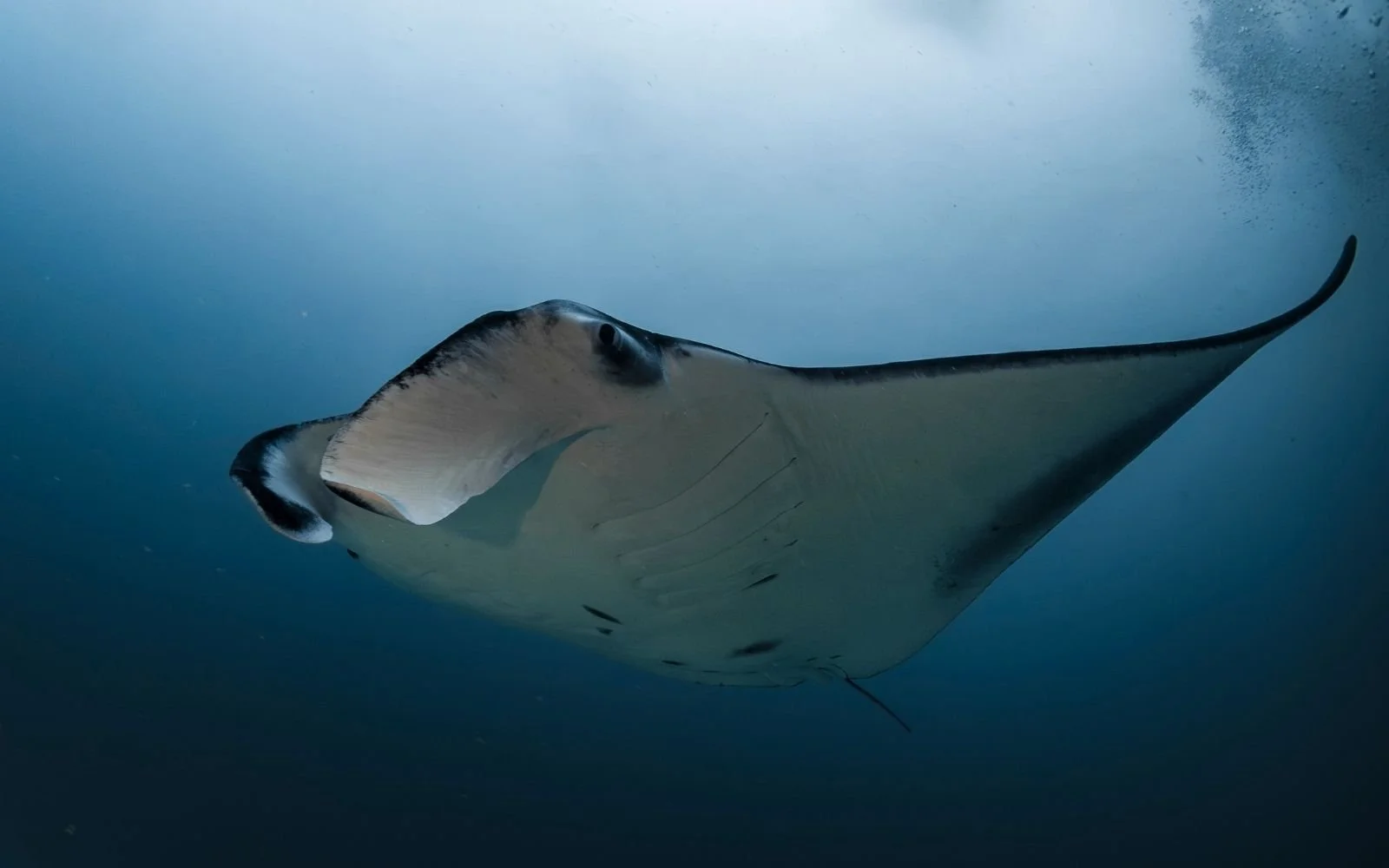 Manta ray swimming near Nusa Penida