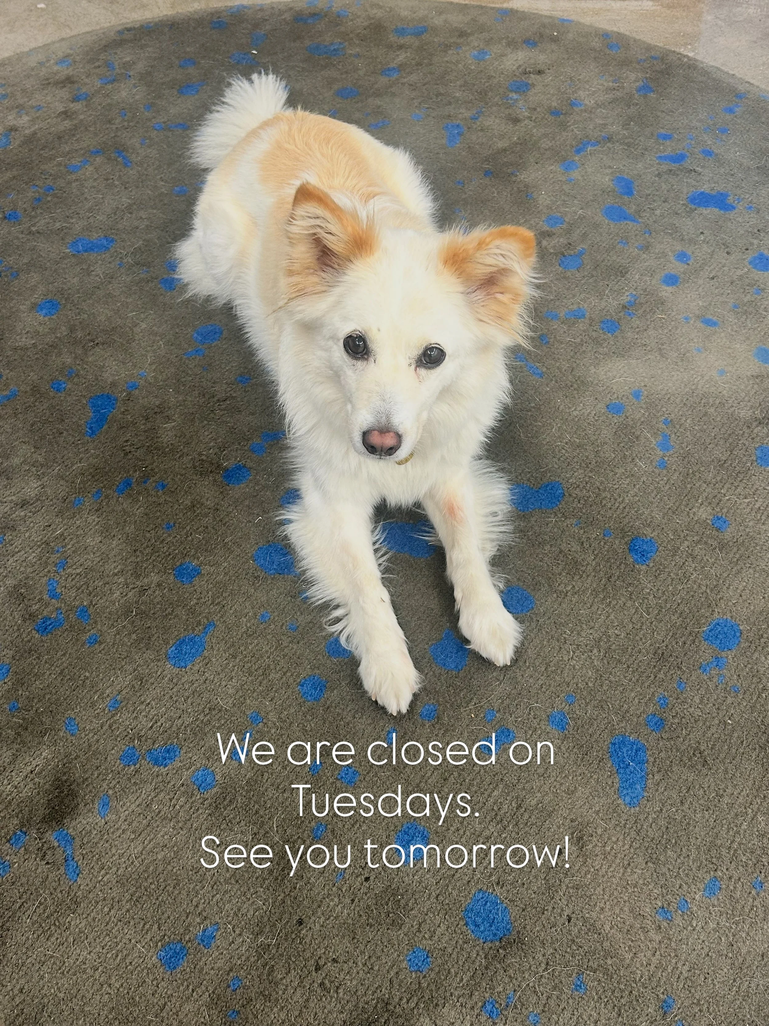 .
火曜日は定休日です！
また、明日お会いしましょう！

We are closed on Tuesdays.
See you tomorrow!