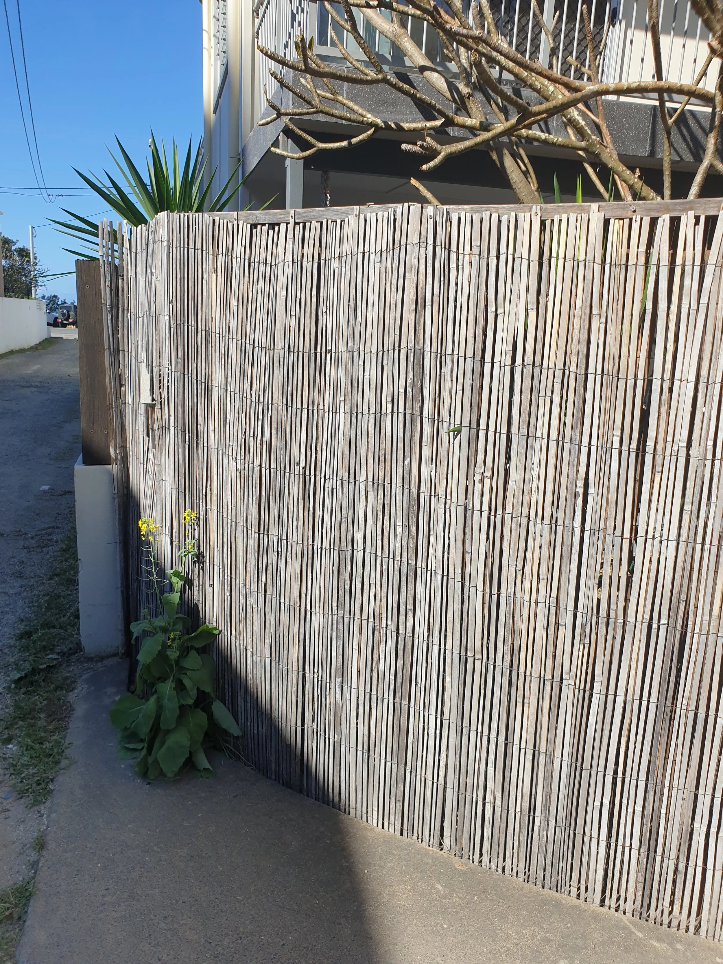 Bamboo fence, street.