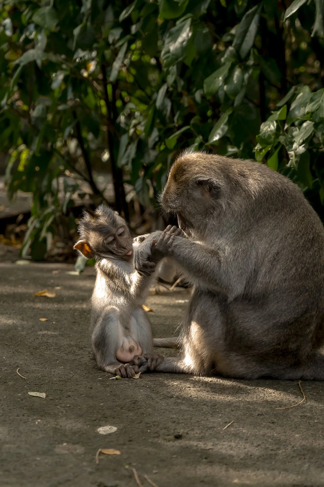 A baby monkey and an adult monkey sitting on the ground, touching each other's hands, with green foliage in the background.