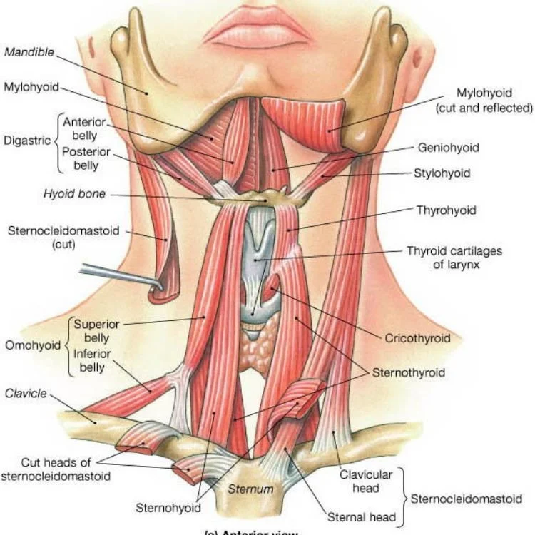 An anatomical illustration of the human neck showing muscles, bones, and other structures. Labels include mandible, mylohyoid, anterior, posterior and digastric belly muscles, hyoid bone, sternocleidomastoid, omohyoid, clavicle, cut heads of sternocleidomastoid, sternohyoid, sternothyroid, cricothyroid, sternothyroid, thyroid cartilages of larynx, thyrohyroid, stylohyoid, thyroid, and the sternum.