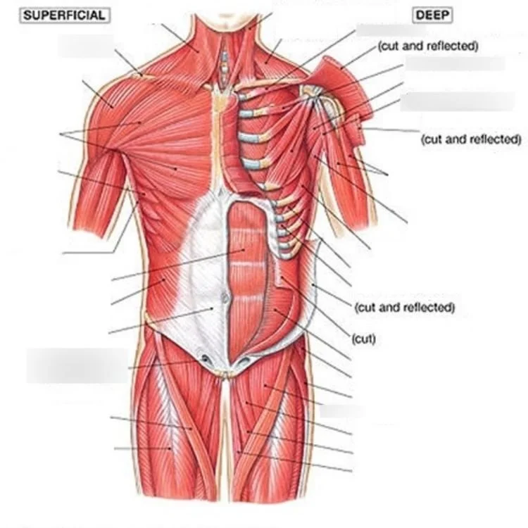 Anatomical illustration of human muscles, showing superficial and deep muscle layers with cuts and reflections, depicting the chest, abdomen, and upper leg muscles.