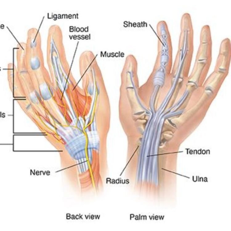 Anatomical diagram of human hand showing bones, muscles, blood vessels, nerves, ligaments, and tendons from back and palm views.