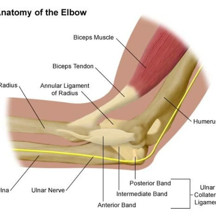 Diagram of the anatomy of the elbow, showing muscles, tendons, ligaments, bones, and nerves, including the biceps muscle, biceps tendon, humerus, radius, ulna, ulnar nerve, and the anterior, posterior, intermediate, and ulnar collateral ligaments.