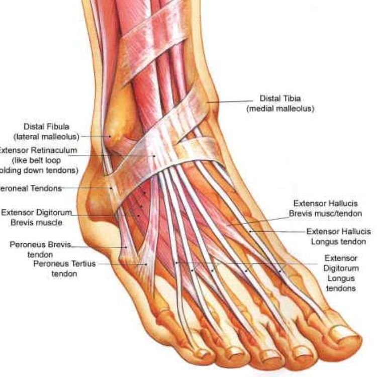 Illustration of the human foot showing bones, tendons, and muscles, with labels for the distal tibia, distal fibula, extensor retinaculum, extensor digitorum brevis muscle, peroneus brevis tendon, peroneus tertius tendon, extensor hallucis brevis muscle/tendon, extensor hallucis longus tendon, and extensor digitorum longus tendons.