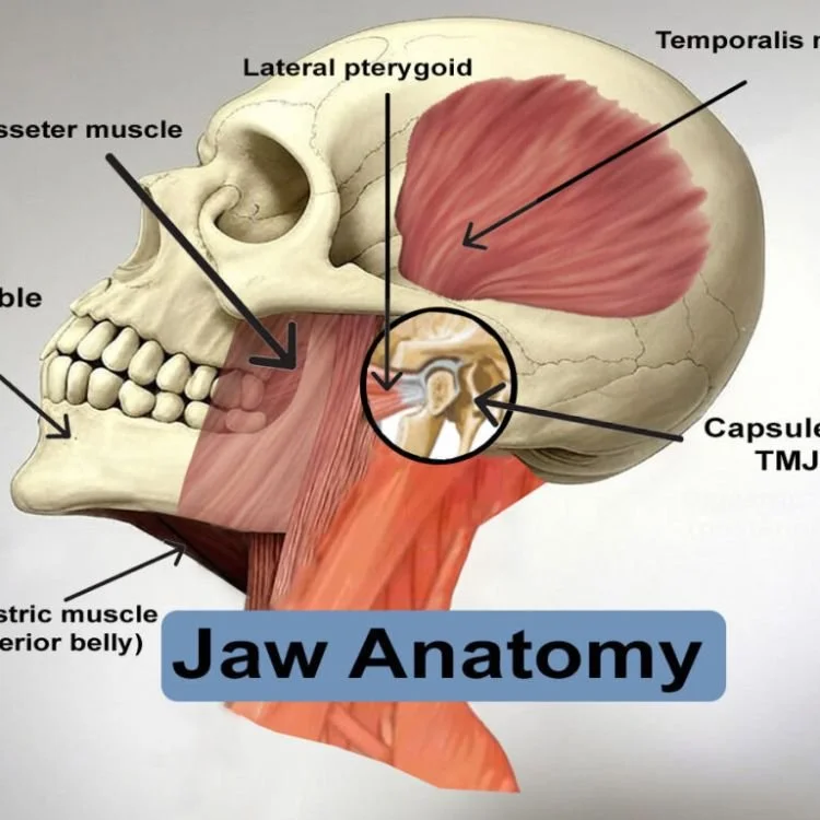 Diagram of jaw anatomy showing muscles and skull structures, including the lateral pterygoid, temporalis, masseter muscle, and capsule of the temporomandibular joint (TMJ).