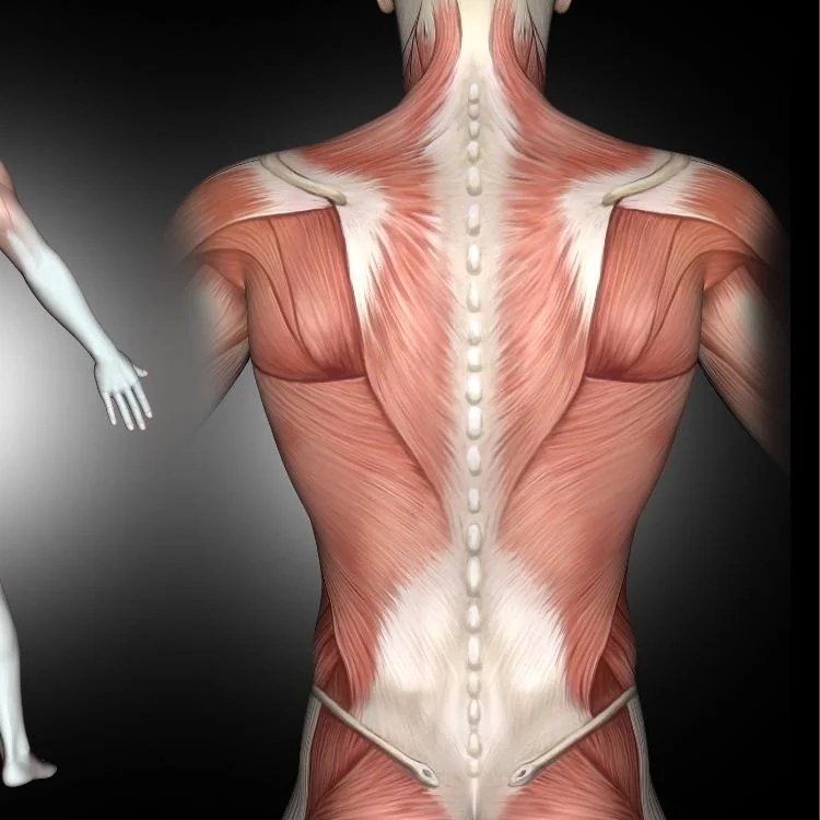 An anatomical illustration of the human back muscles showing the musculature along the spine, shoulders, and lower back.