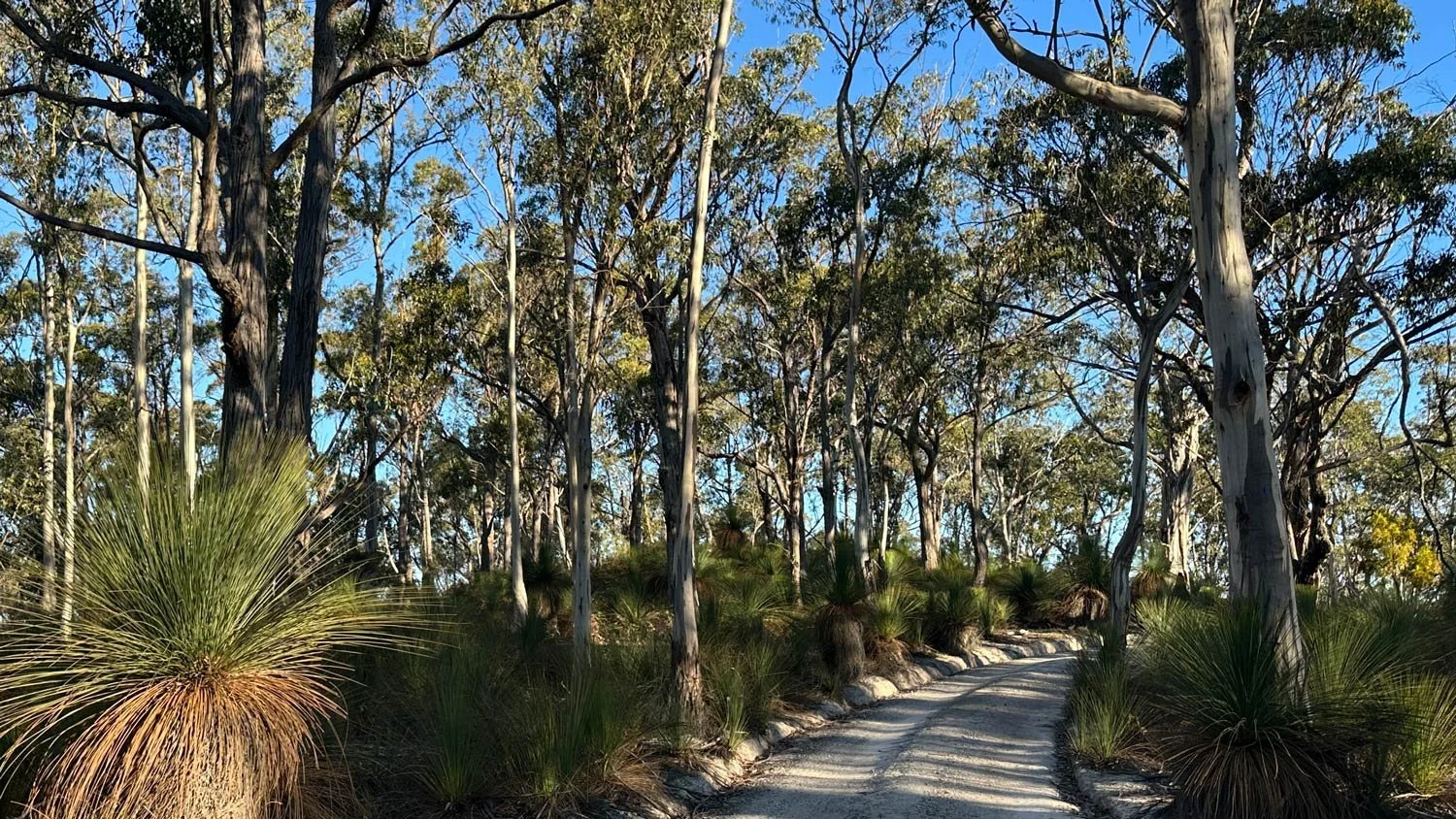 Grass trees and eucalypts abound.