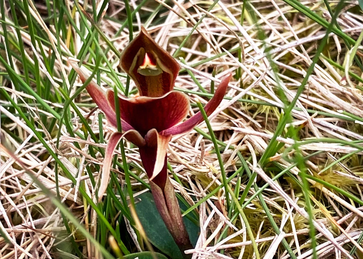 Many seasonal orchids can be found in the grounds of Echidna on Bruny.