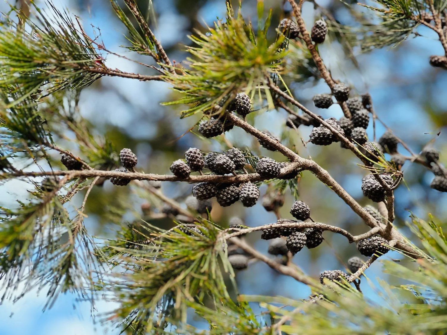 At Echidna on Bruny, you are surrounded by peaceful bushland.