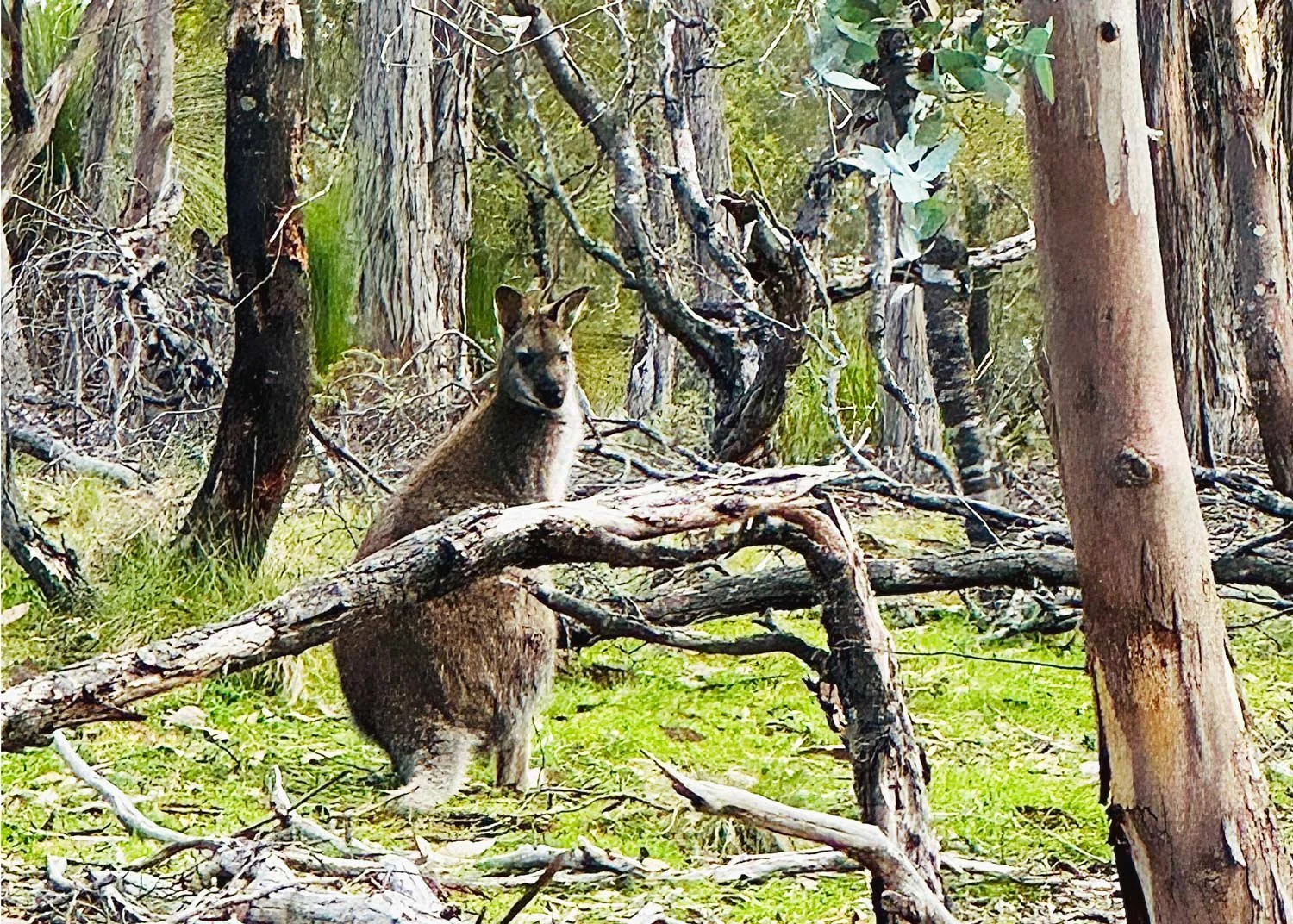 The Bennett's wallaby is a regular visitor in the surrounds of your accommodation at Echidna on Bruny.