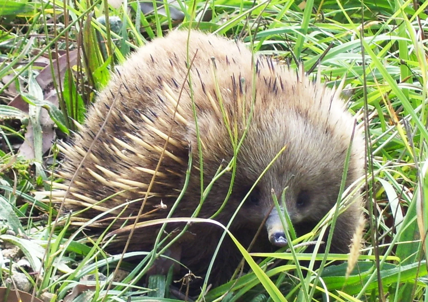 An echidna foraging in the grounds at Echinda on Bruny - private holiday accommodation on Bruny island 