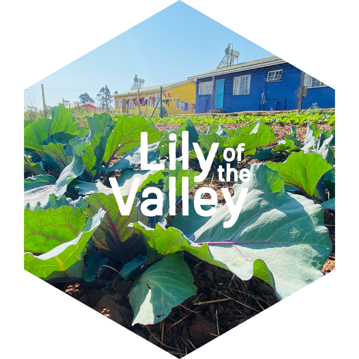 Lily of the Valley