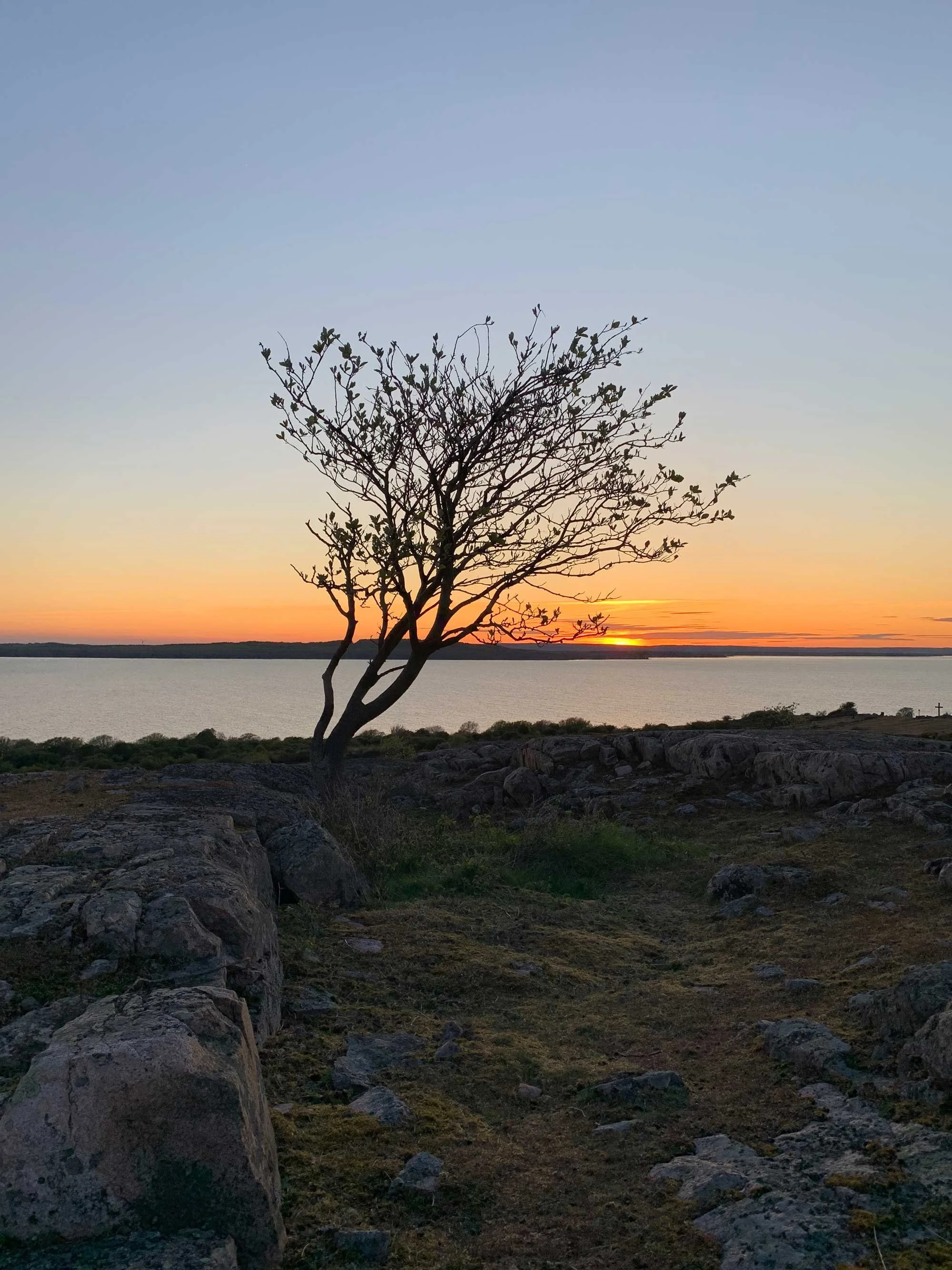 Et træ nær en kyst ved solnedgang, med en himmel i bløde farver og vand i baggrunden, omgivet af klippeformationer og græs.