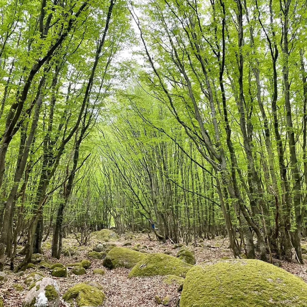 En grøn skov med høje træer og store mosdækkede sten på skovbunden.