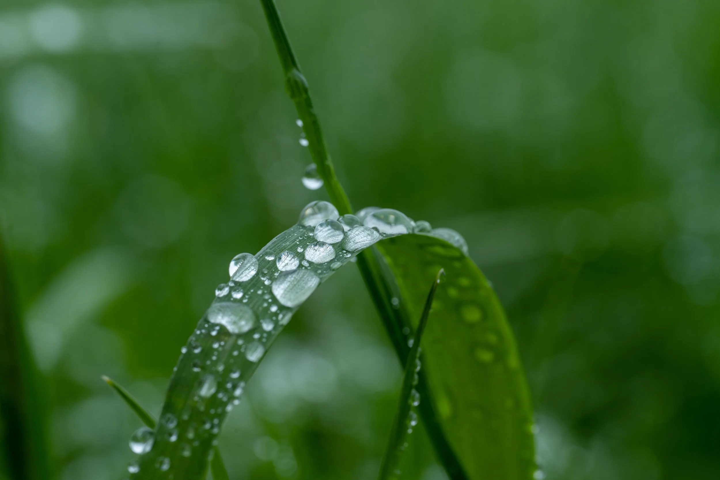 Webseite Portfolio Blumen 012.jpg