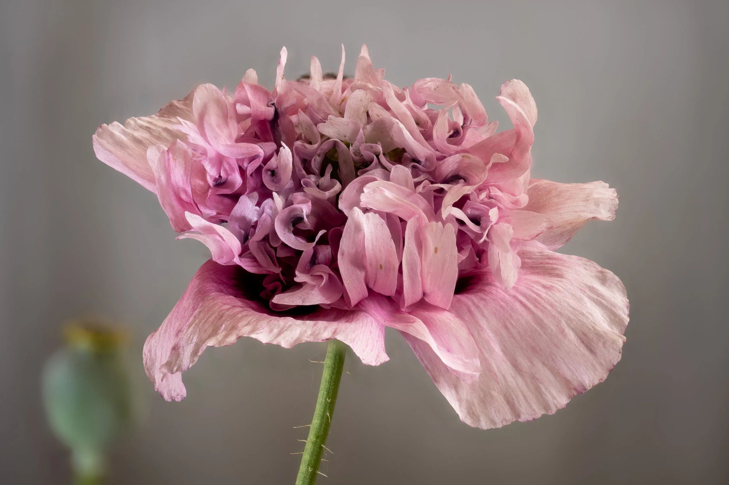 Webseite Portfolio Blumen 007.jpg