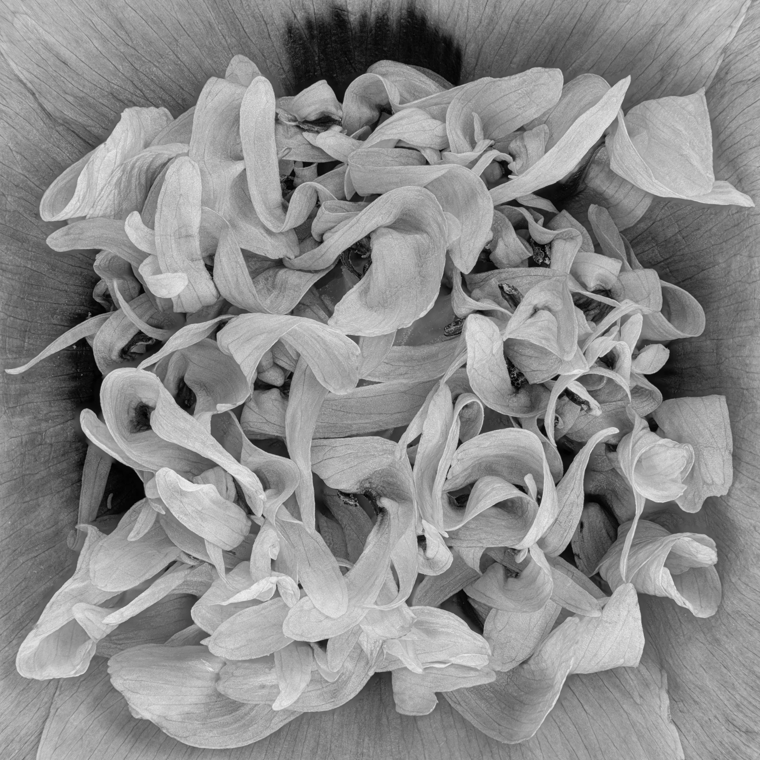 Webseite Portfolio Blumen 020.jpg
